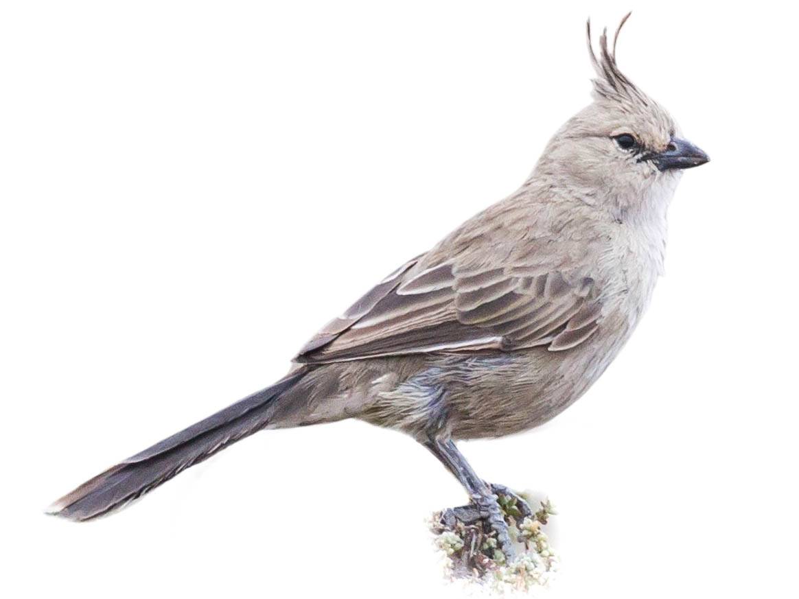 A photo of a Chirruping Wedgebill (Psophodes cristatus)