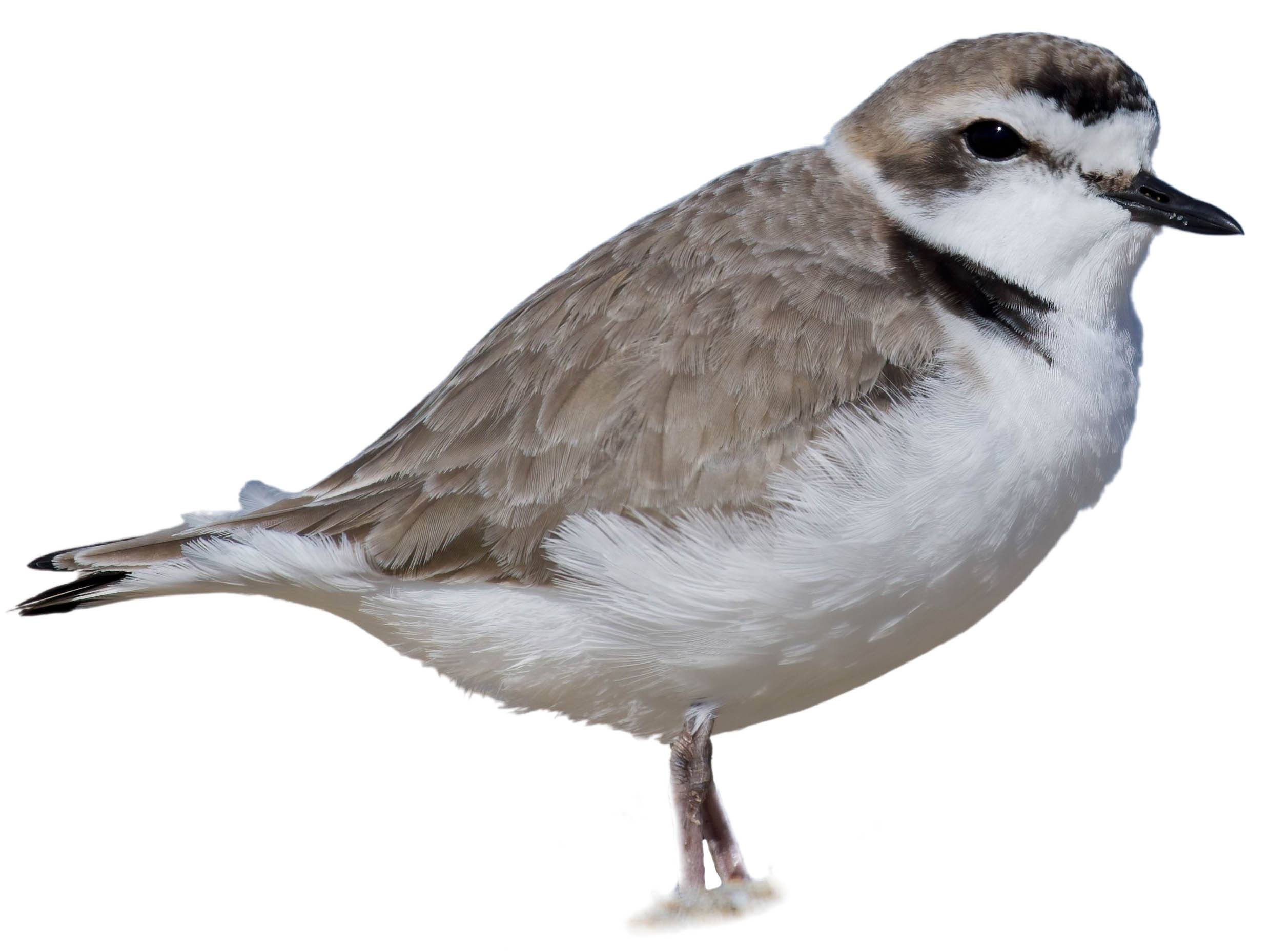 A photo of a Snowy Plover (Charadrius nivosus), male
