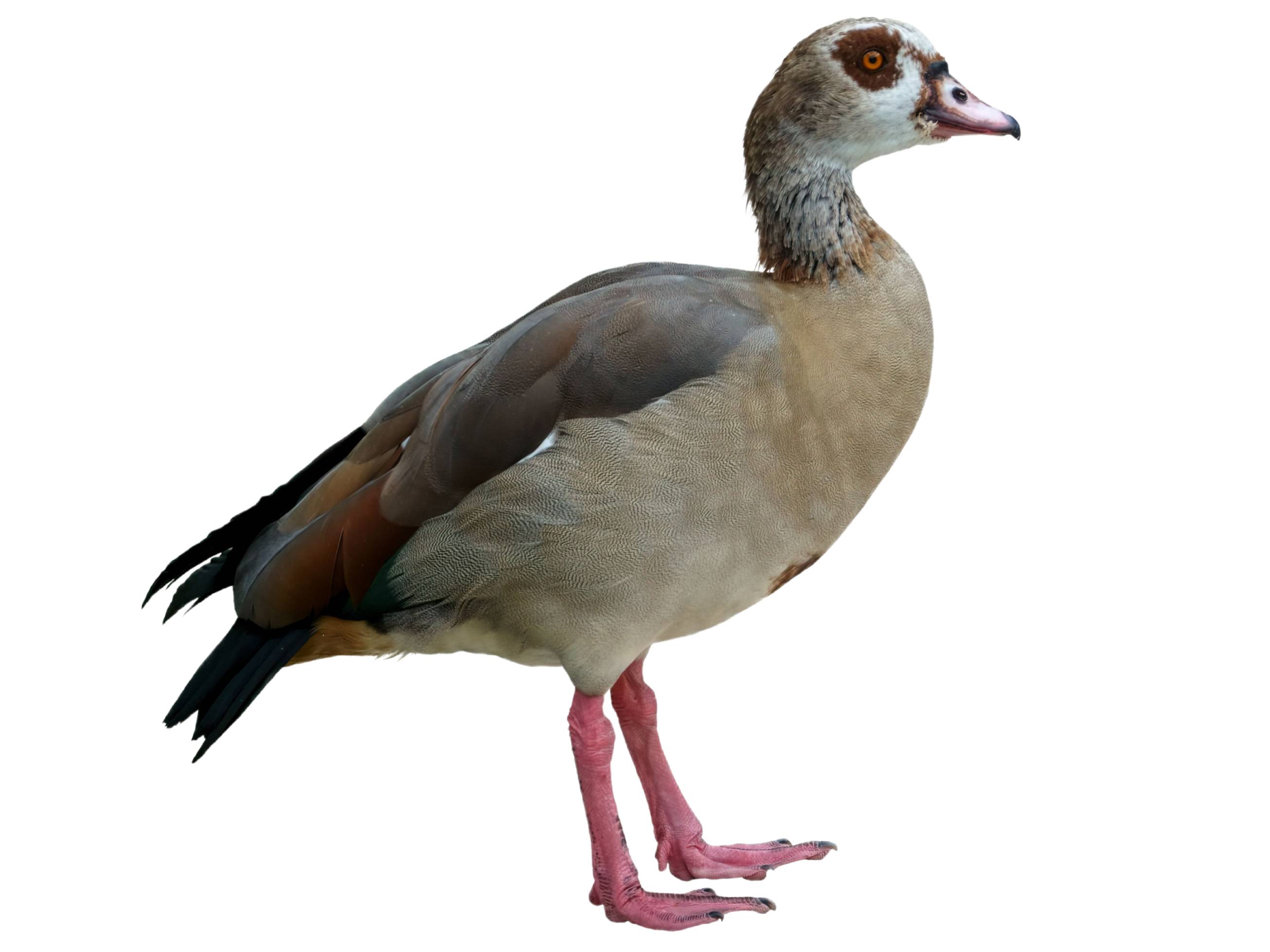 A photo of a Egyptian Goose (Alopochen aegyptiaca)