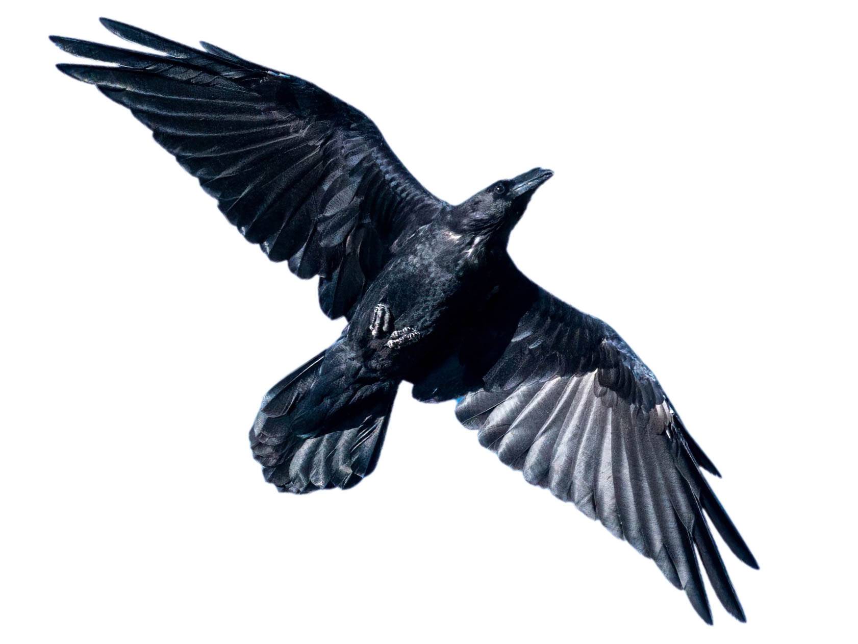 A photo of a Chihuahuan Raven (Corvus cryptoleucus)