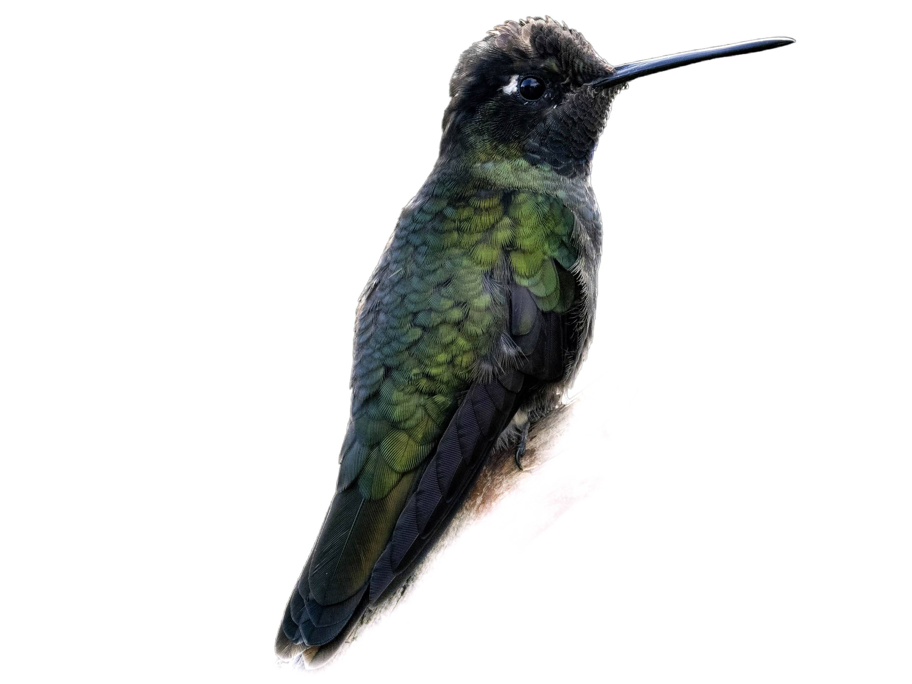 A photo of a Rivoli's Hummingbird (Eugenes fulgens), male