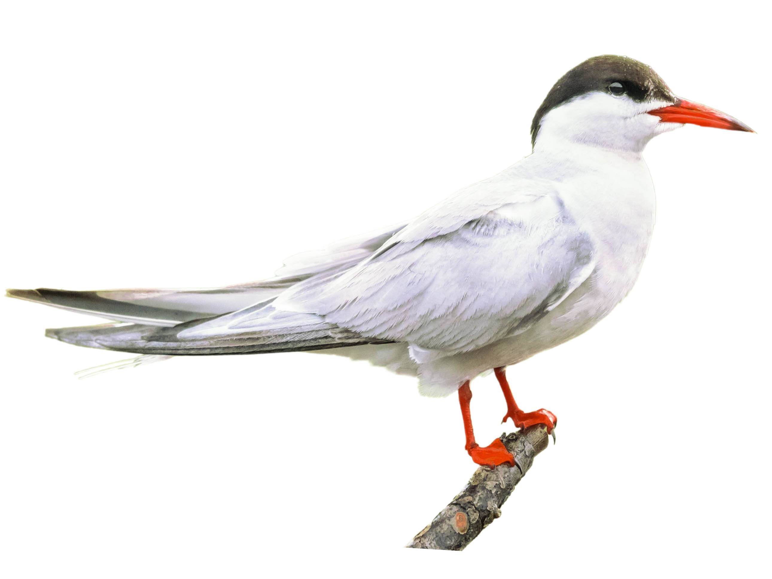 A photo of a Common Tern (Sterna hirundo)