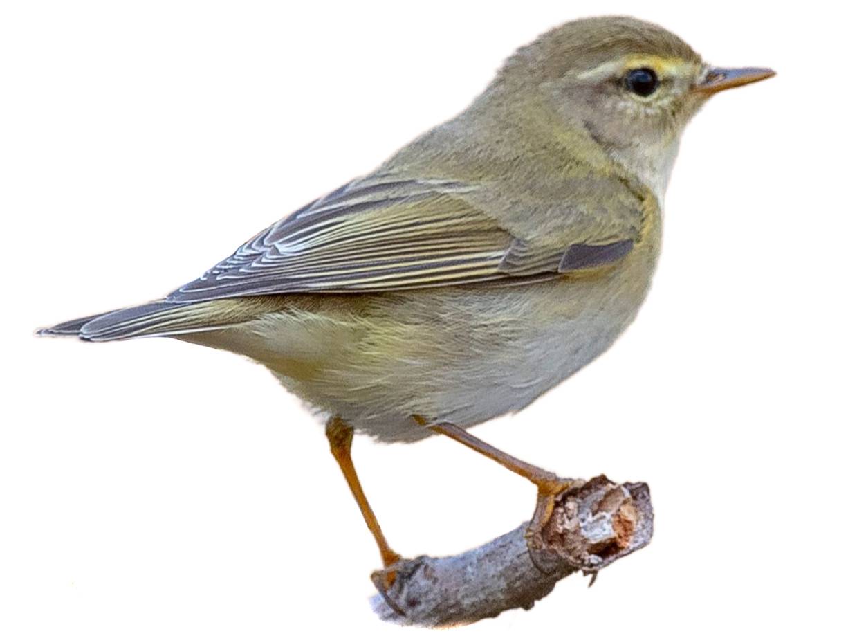 A photo of a Iberian Chiffchaff (Phylloscopus ibericus)