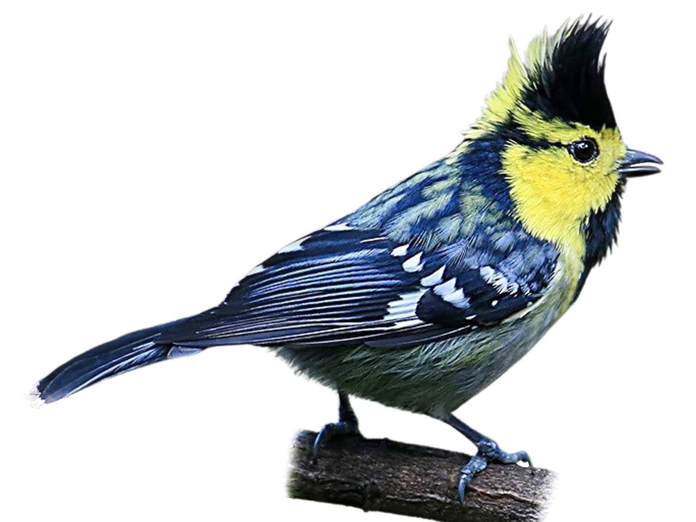 A photo of a Yellow-cheeked Tit (Machlolophus spilonotus)