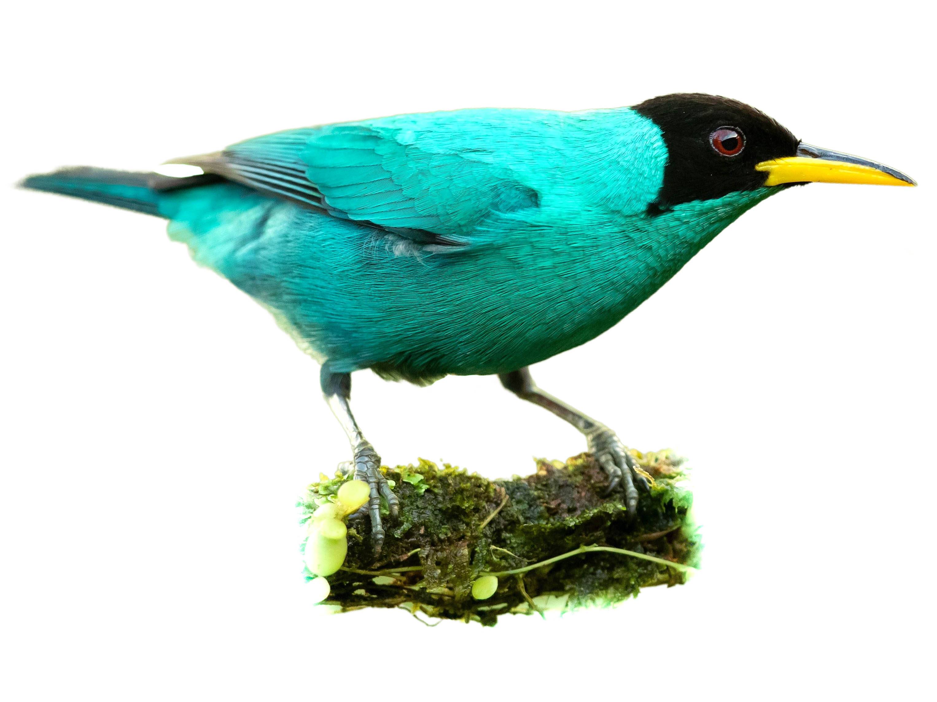 A photo of a Green Honeycreeper (Chlorophanes spiza), male