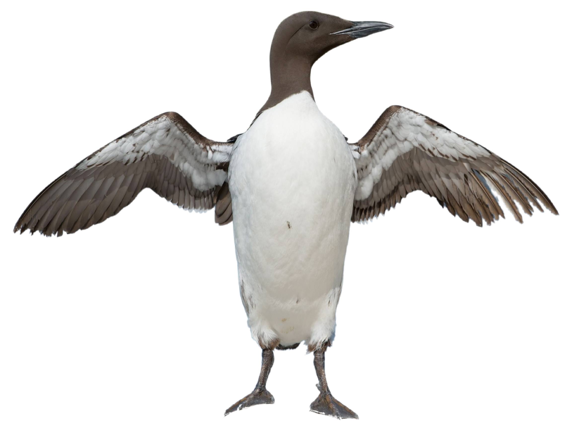 A photo of a Common Murre (Uria aalge)