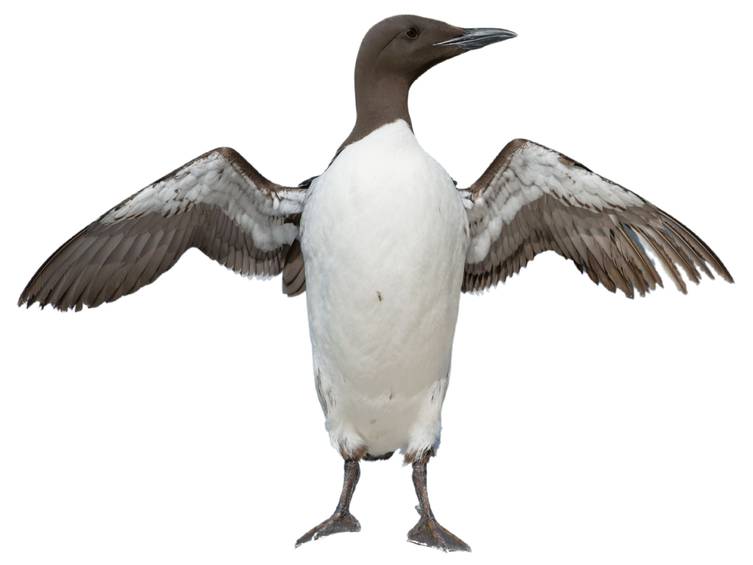 Muree Insect Common Murre (Uria aalge) identification - Birda