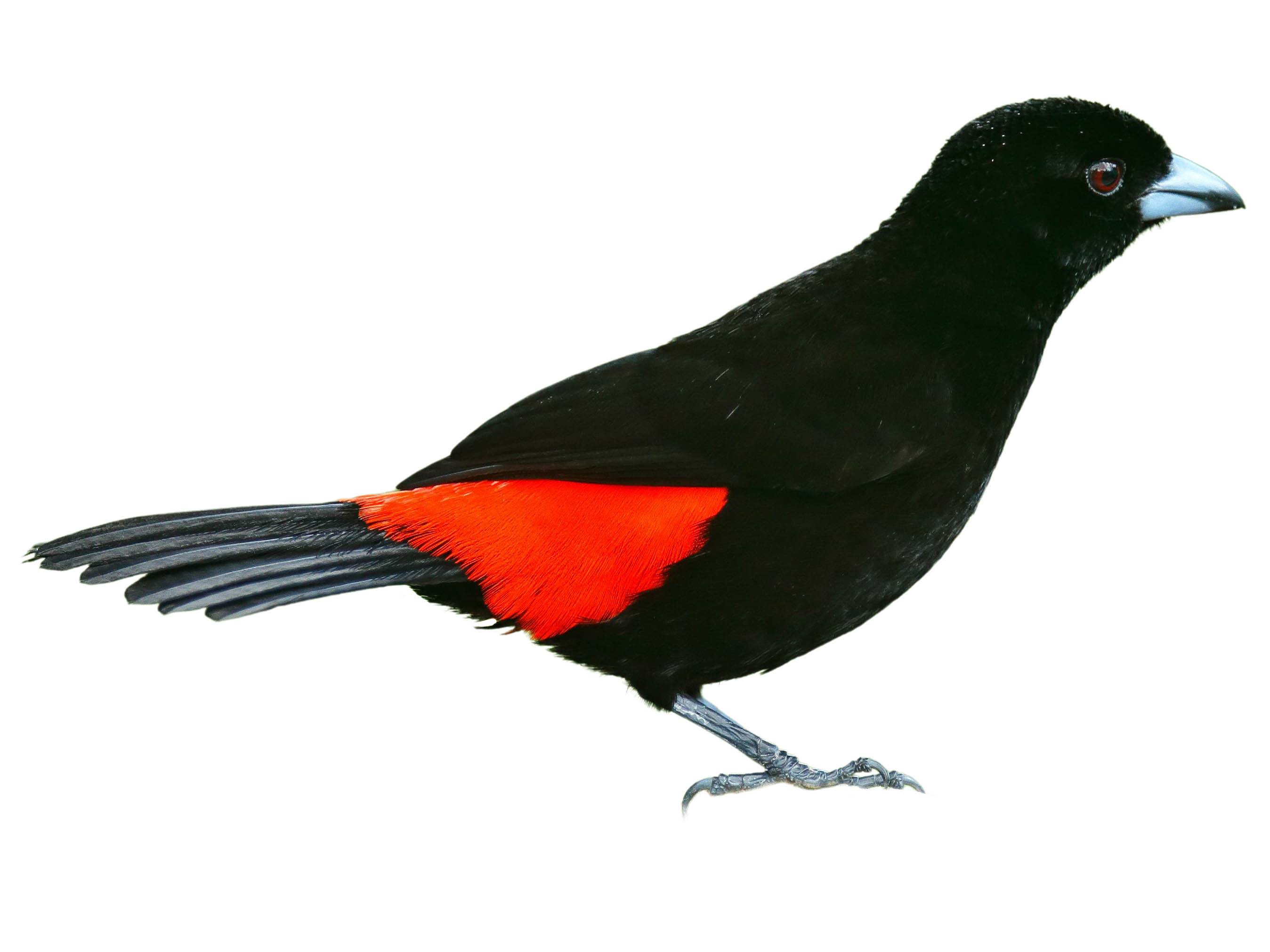 A photo of a Scarlet-rumped Tanager (Ramphocelus passerinii), male