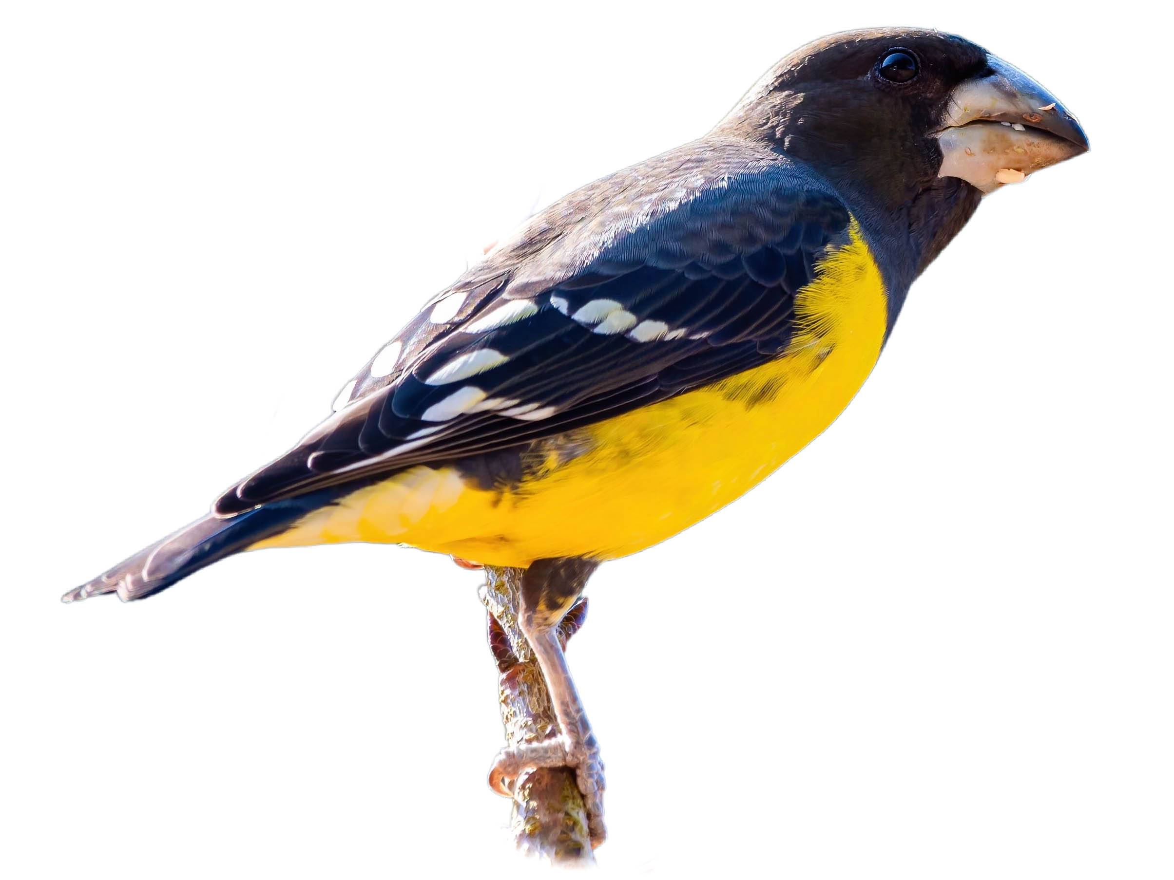 Spot-winged Grosbeak (Mycerobas melanozanthos) identification - Birda