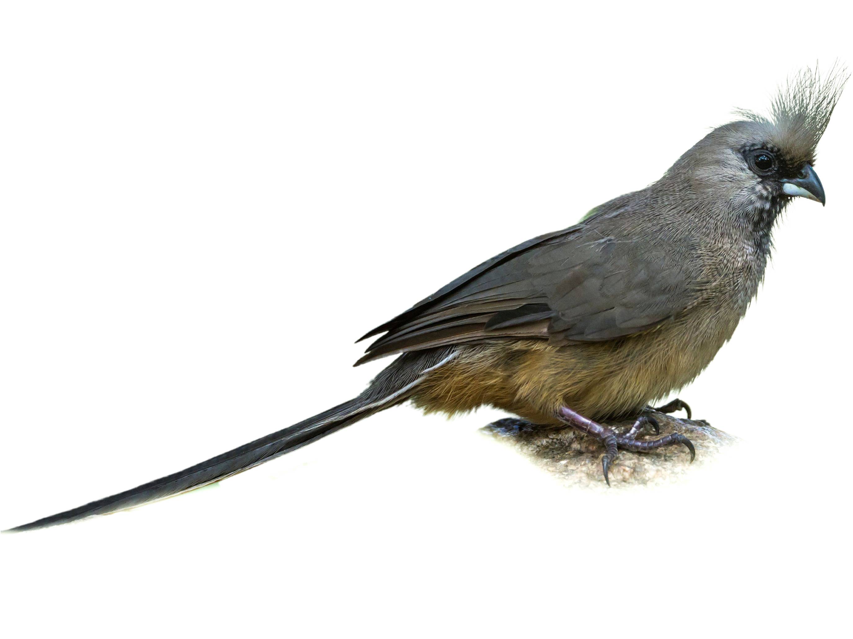 A photo of a Speckled Mousebird (Colius striatus)