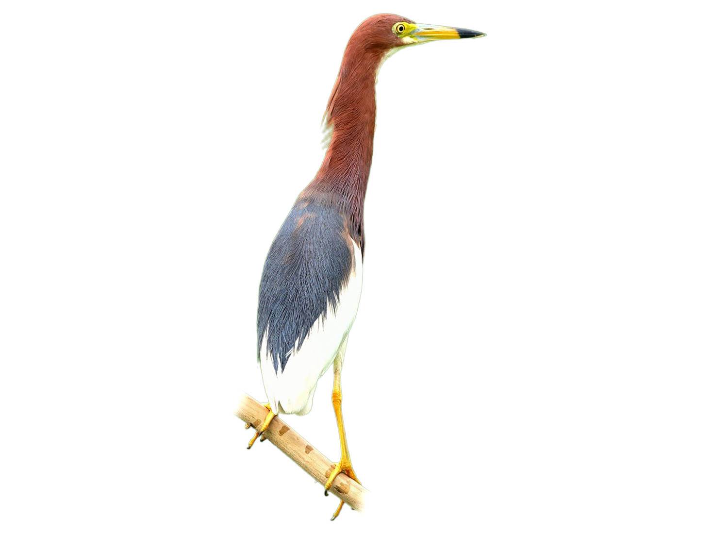 A photo of a Chinese Pond Heron (Ardeola bacchus)