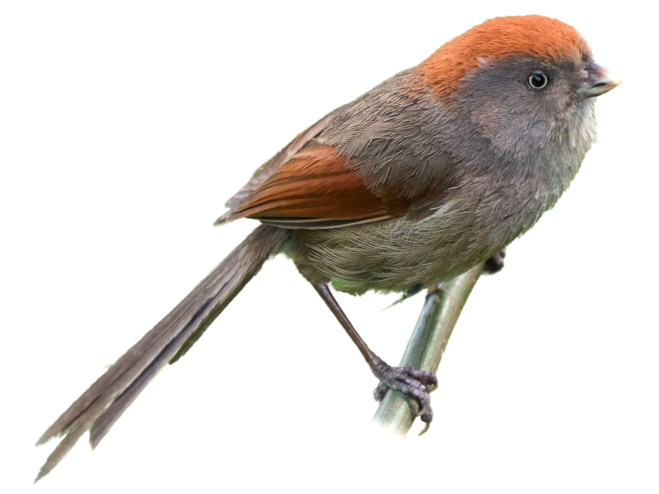 A photo of a Ashy-throated Parrotbill (Sinosuthora alphonsiana)