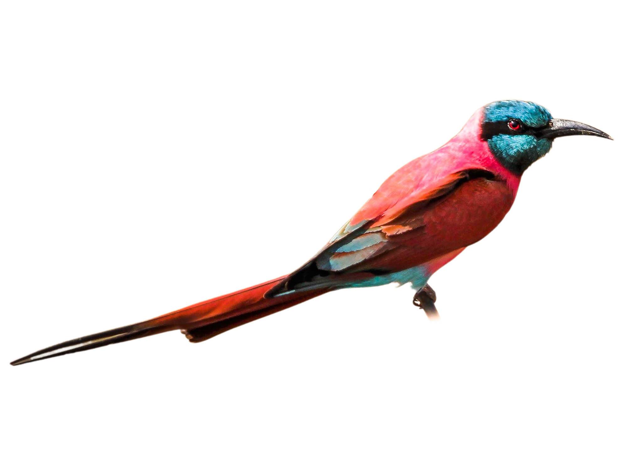 A photo of a Northern Carmine Bee-eater (Merops nubicus)