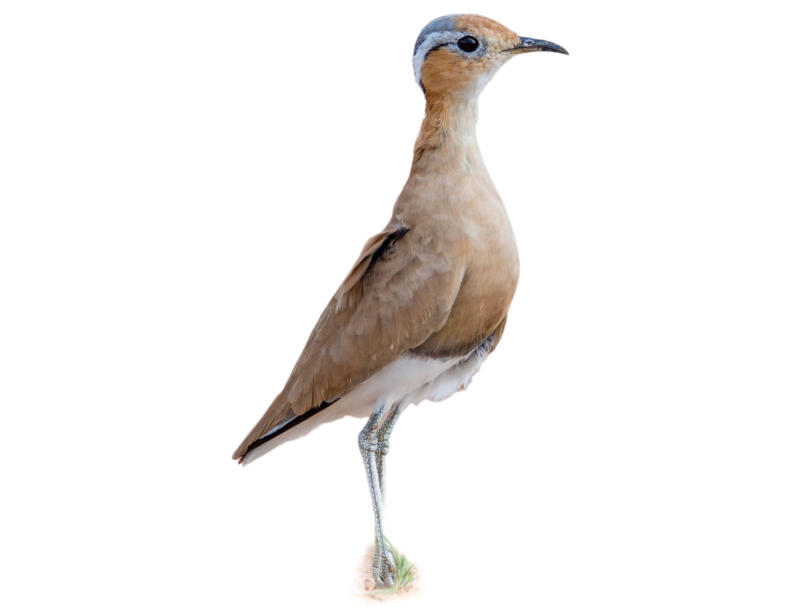 A photo of a Burchell's Courser (Cursorius rufus)