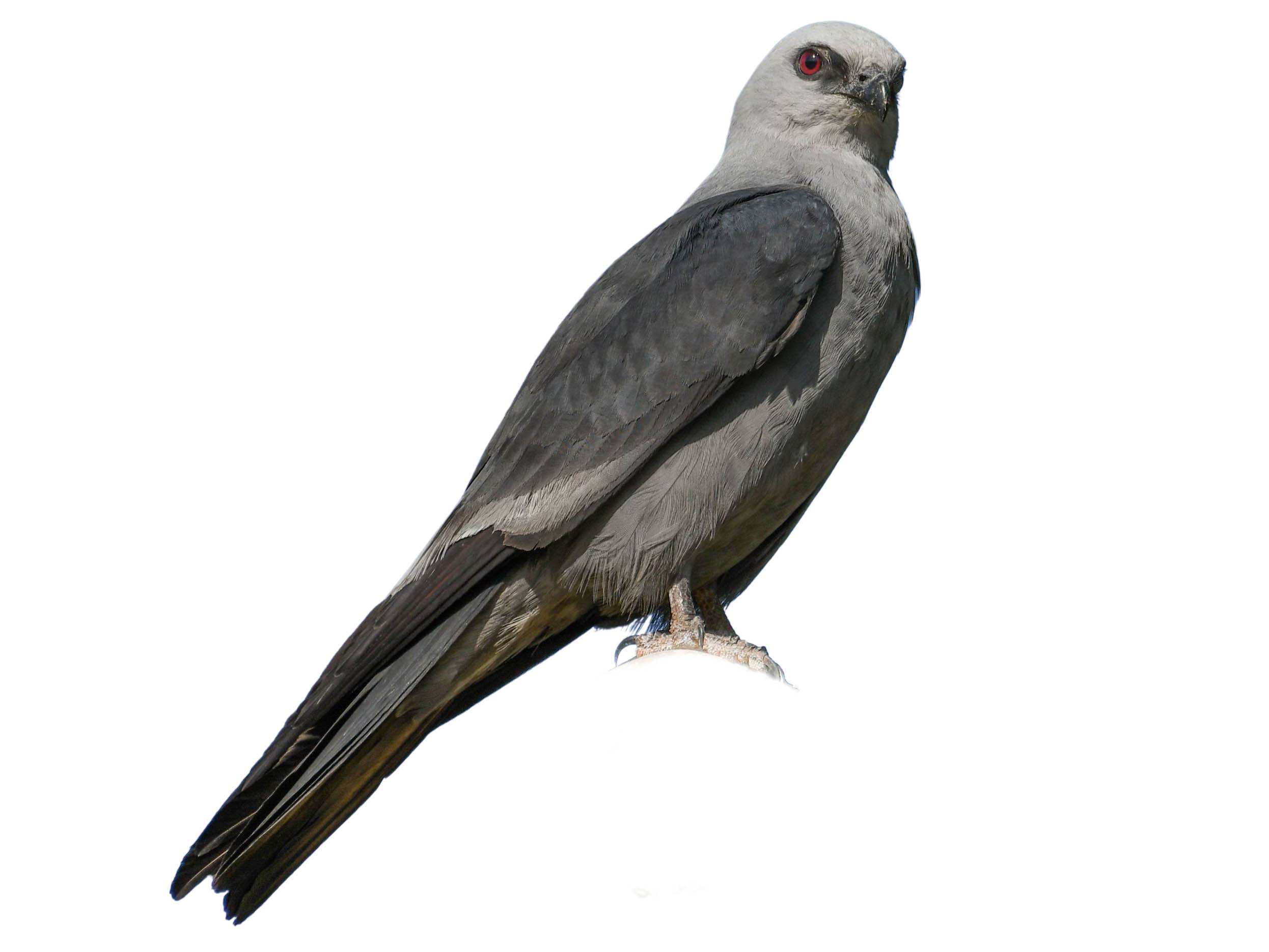 A photo of a Mississippi Kite (Ictinia mississippiensis)