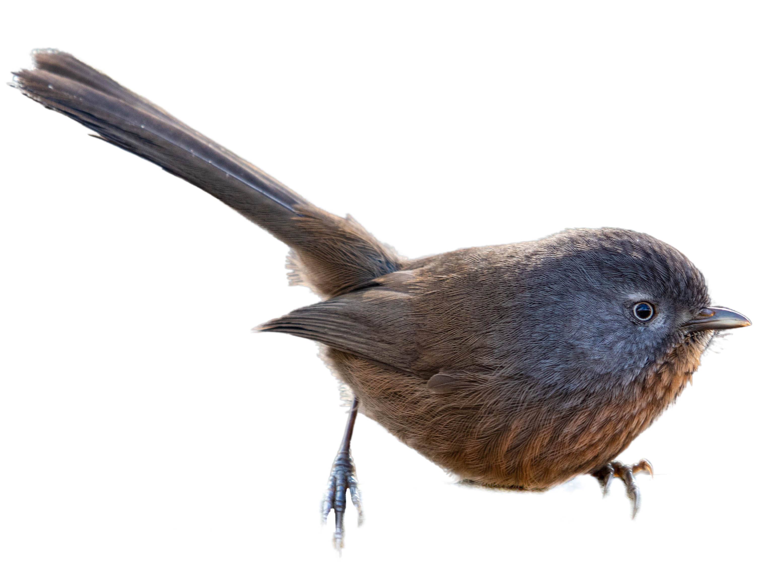 A photo of a Wrentit (Chamaea fasciata)