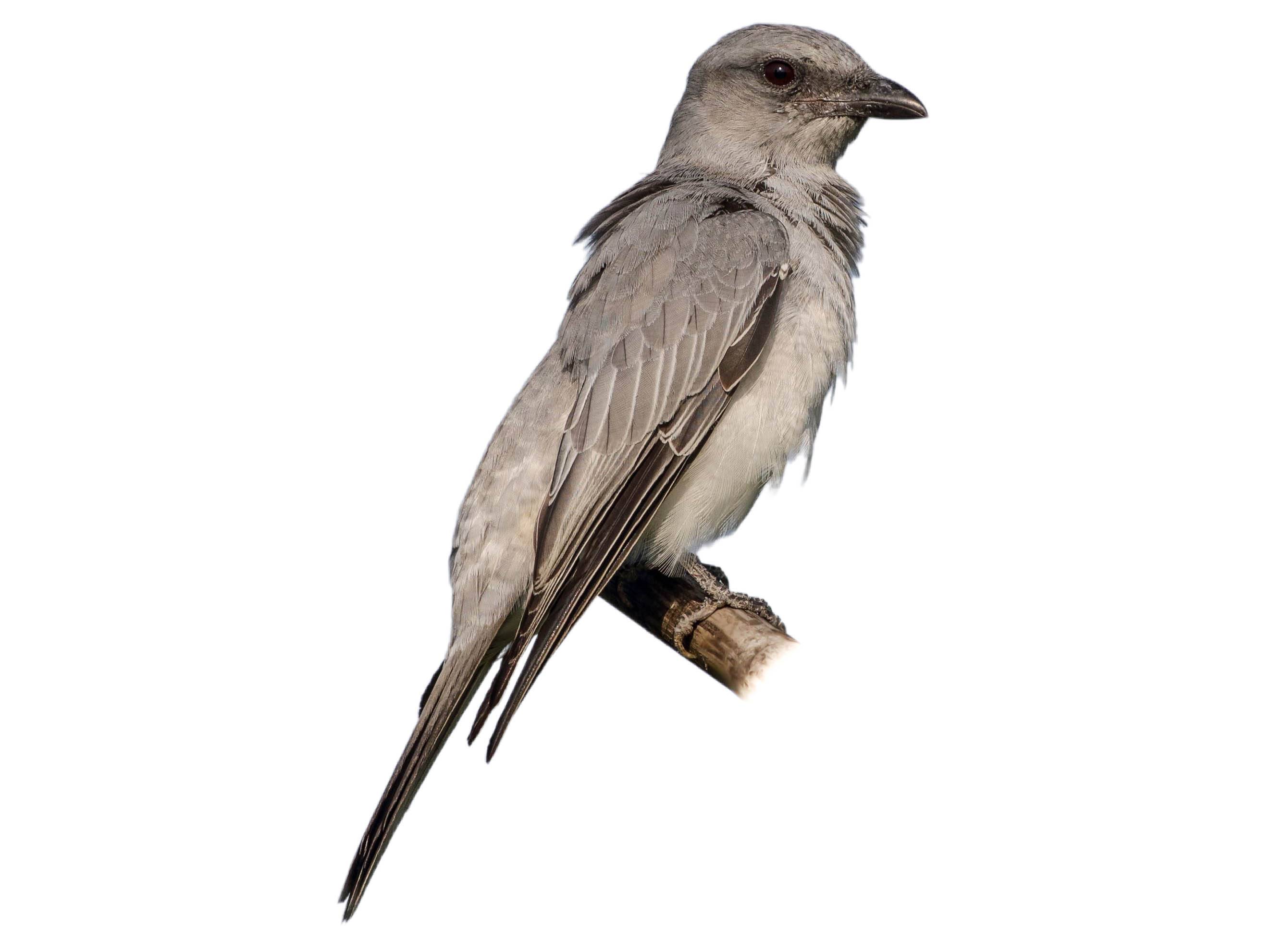 A photo of a Large Cuckooshrike (Coracina macei)