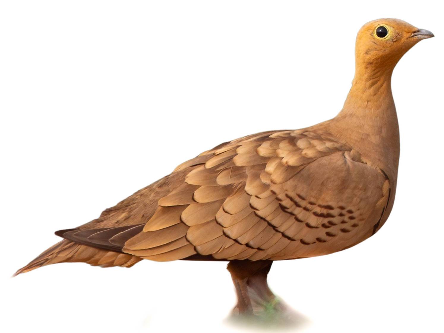 A photo of a Chestnut-bellied Sandgrouse (Pterocles exustus), male