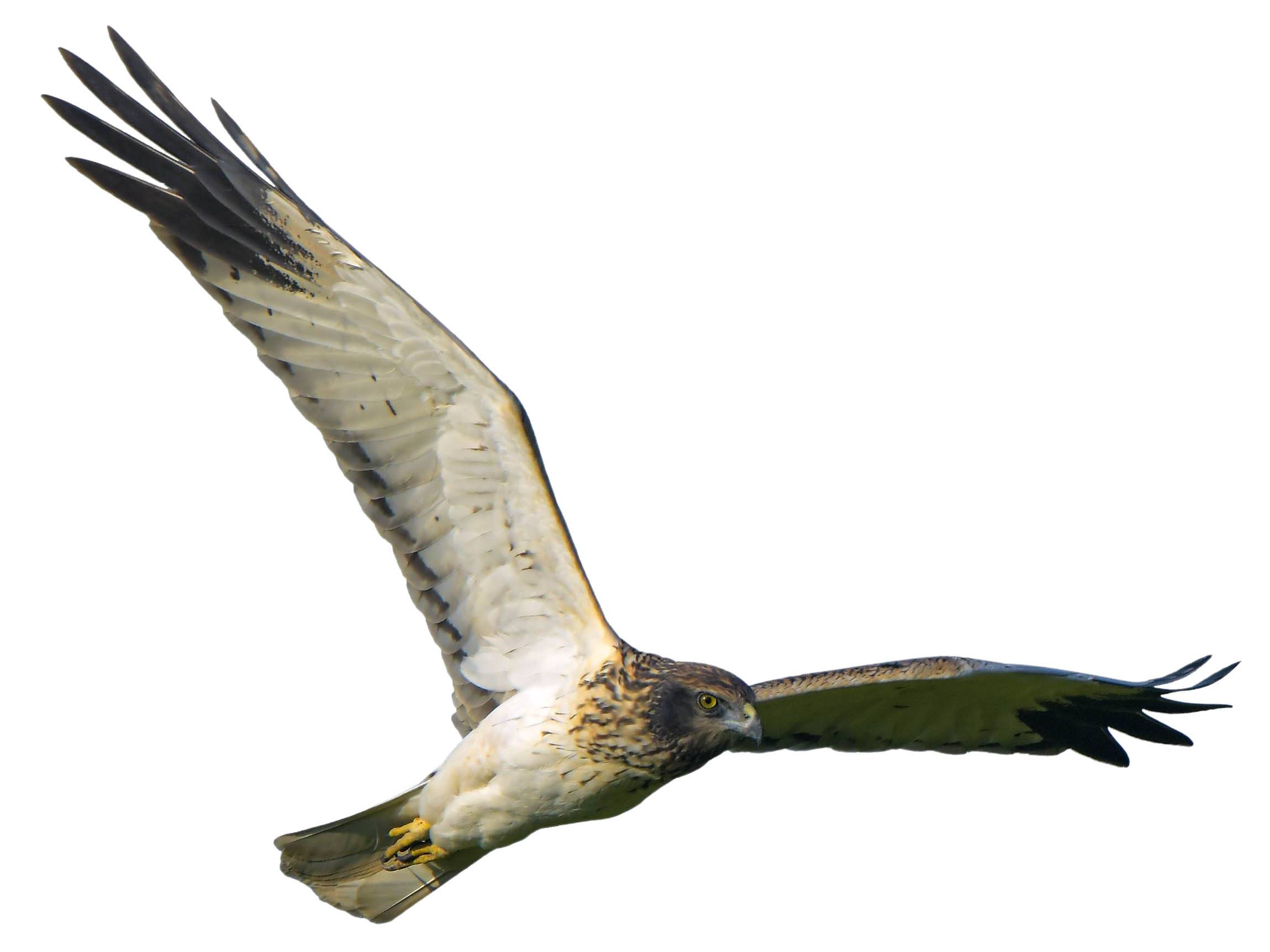 A photo of a Eastern Marsh Harrier (Circus spilonotus), male