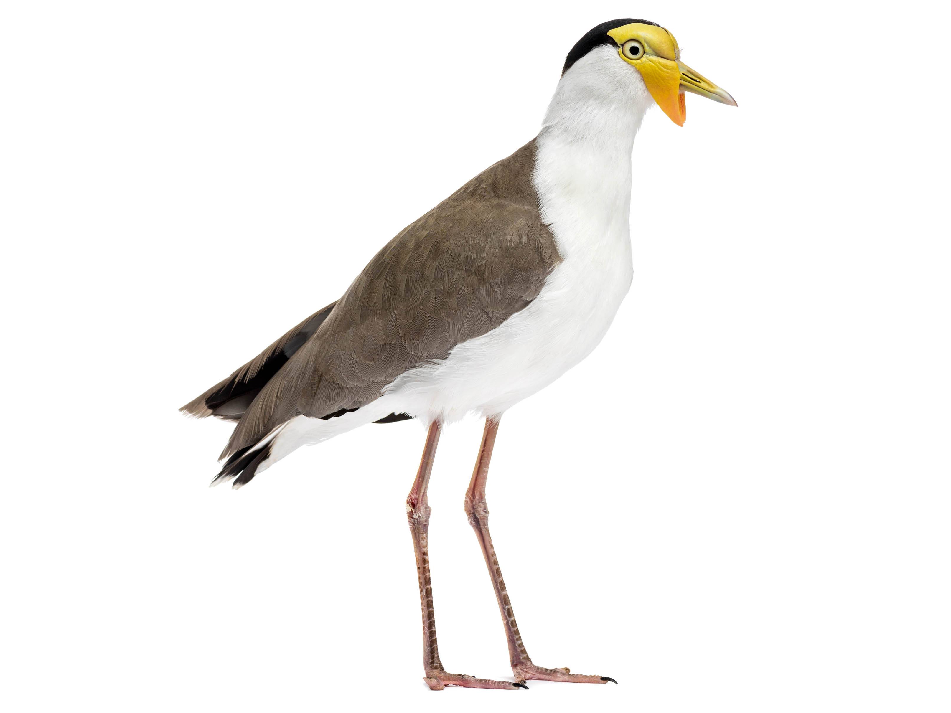 A photo of a Masked Lapwing (Vanellus miles)