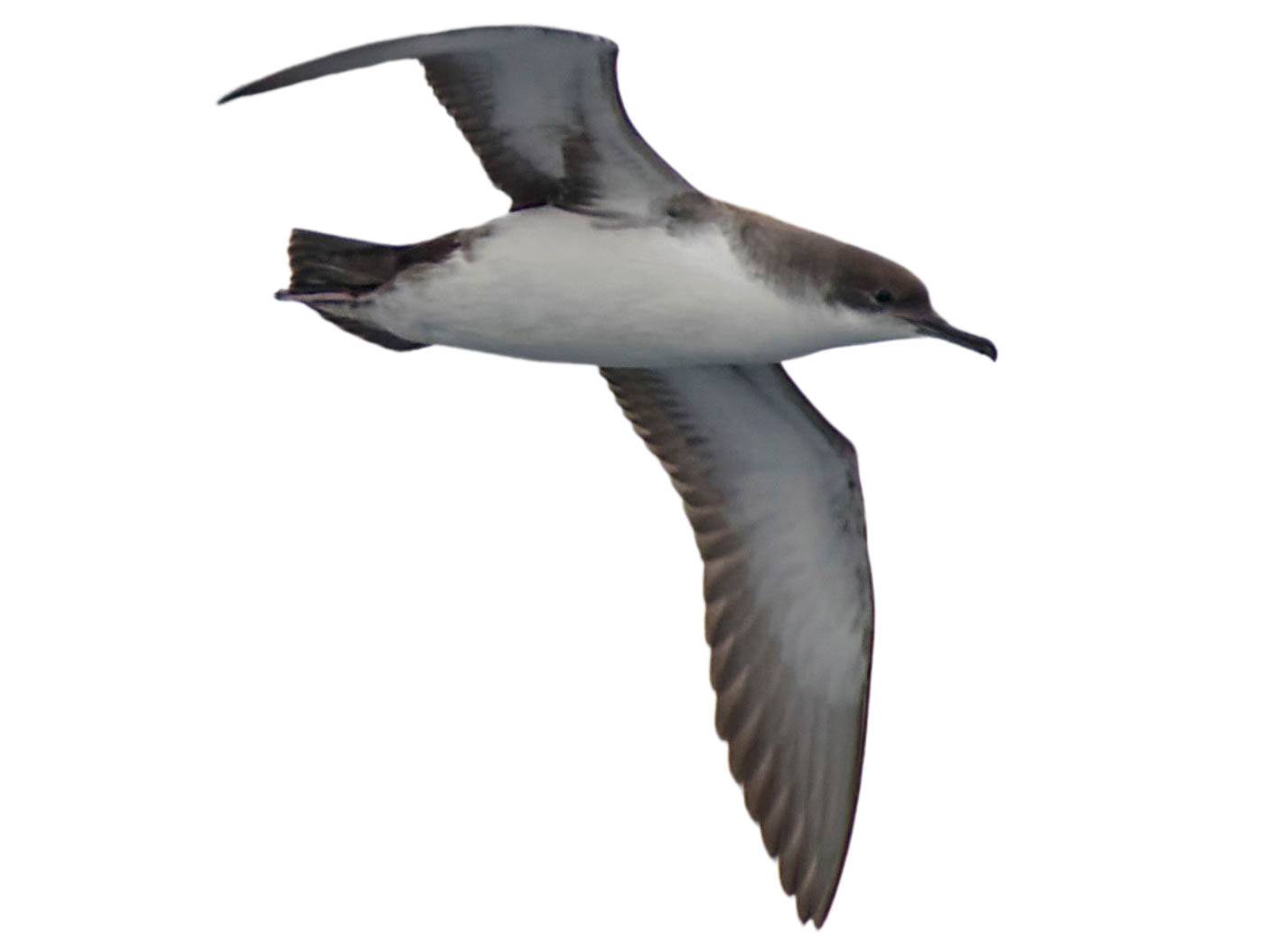 A photo of a Yelkouan Shearwater (Puffinus yelkouan)