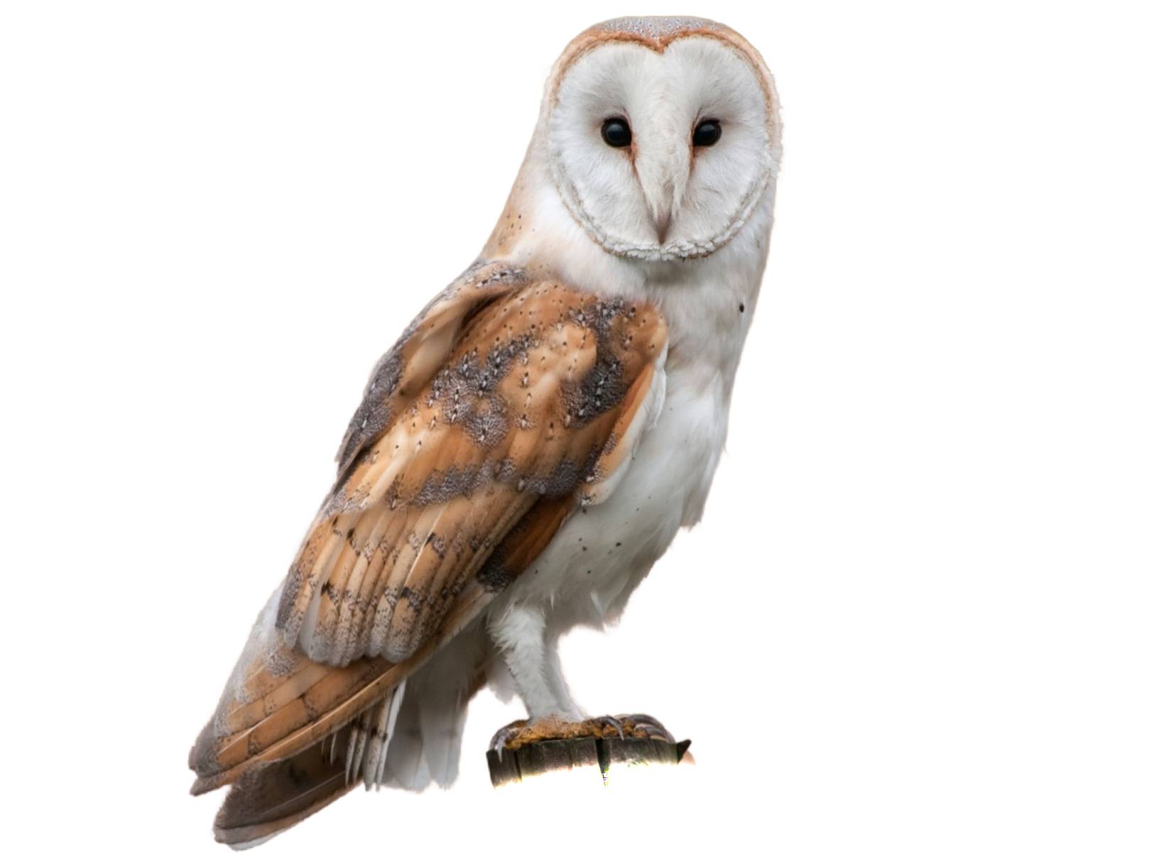 Orders Barn owl