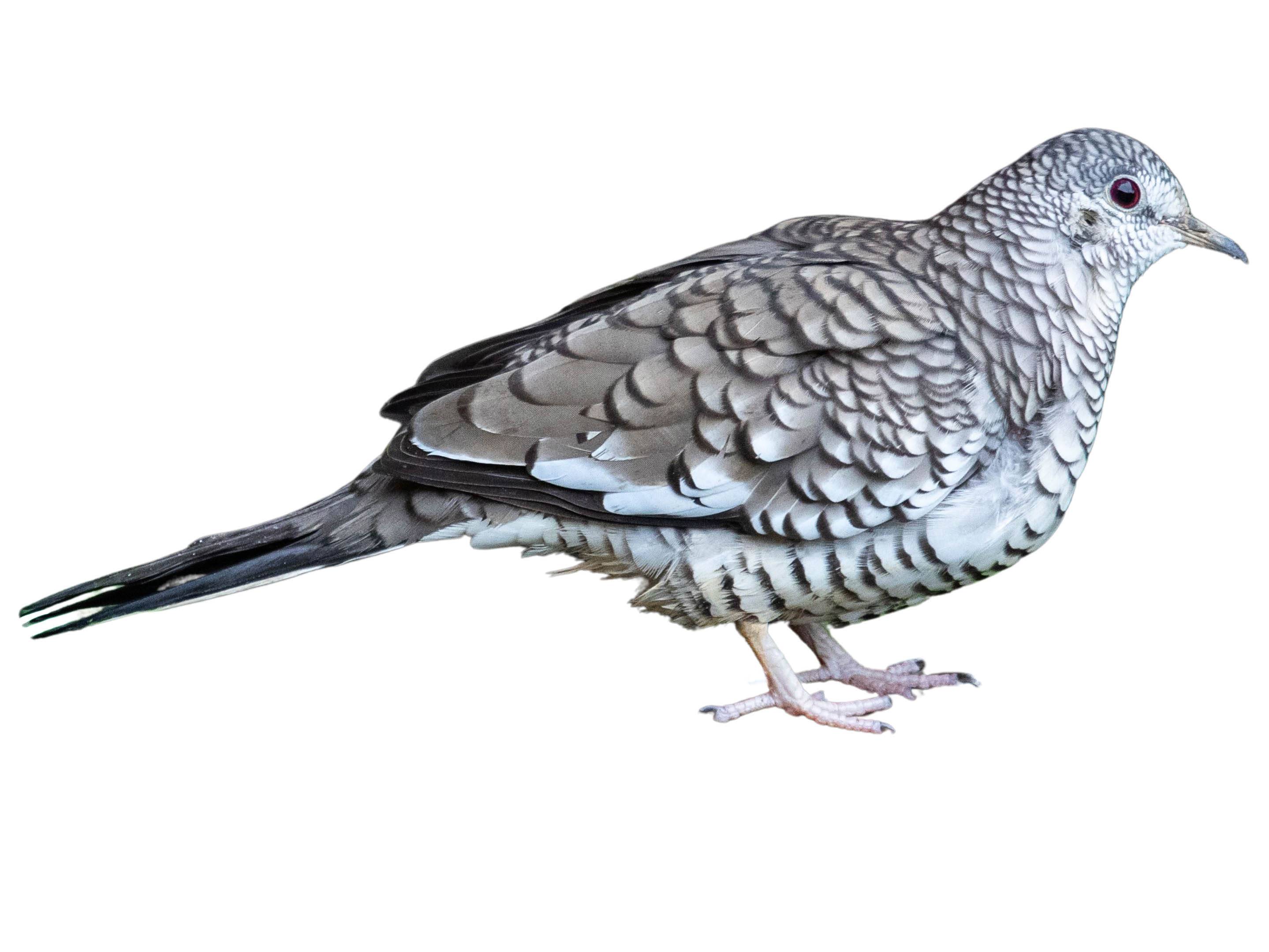 A photo of a Scaled Dove (Columbina squammata)