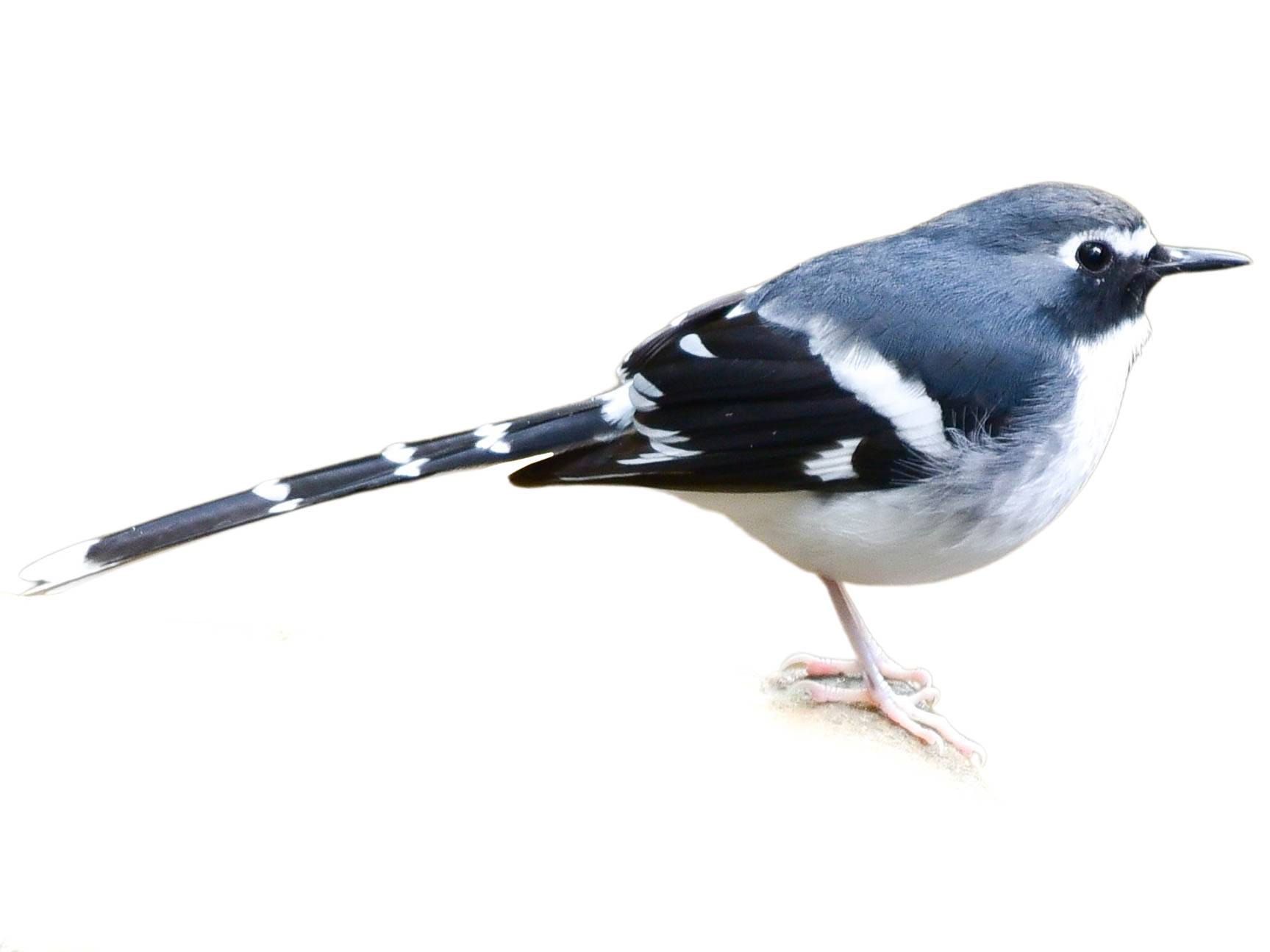 A photo of a Slaty-backed Forktail (Enicurus schistaceus)