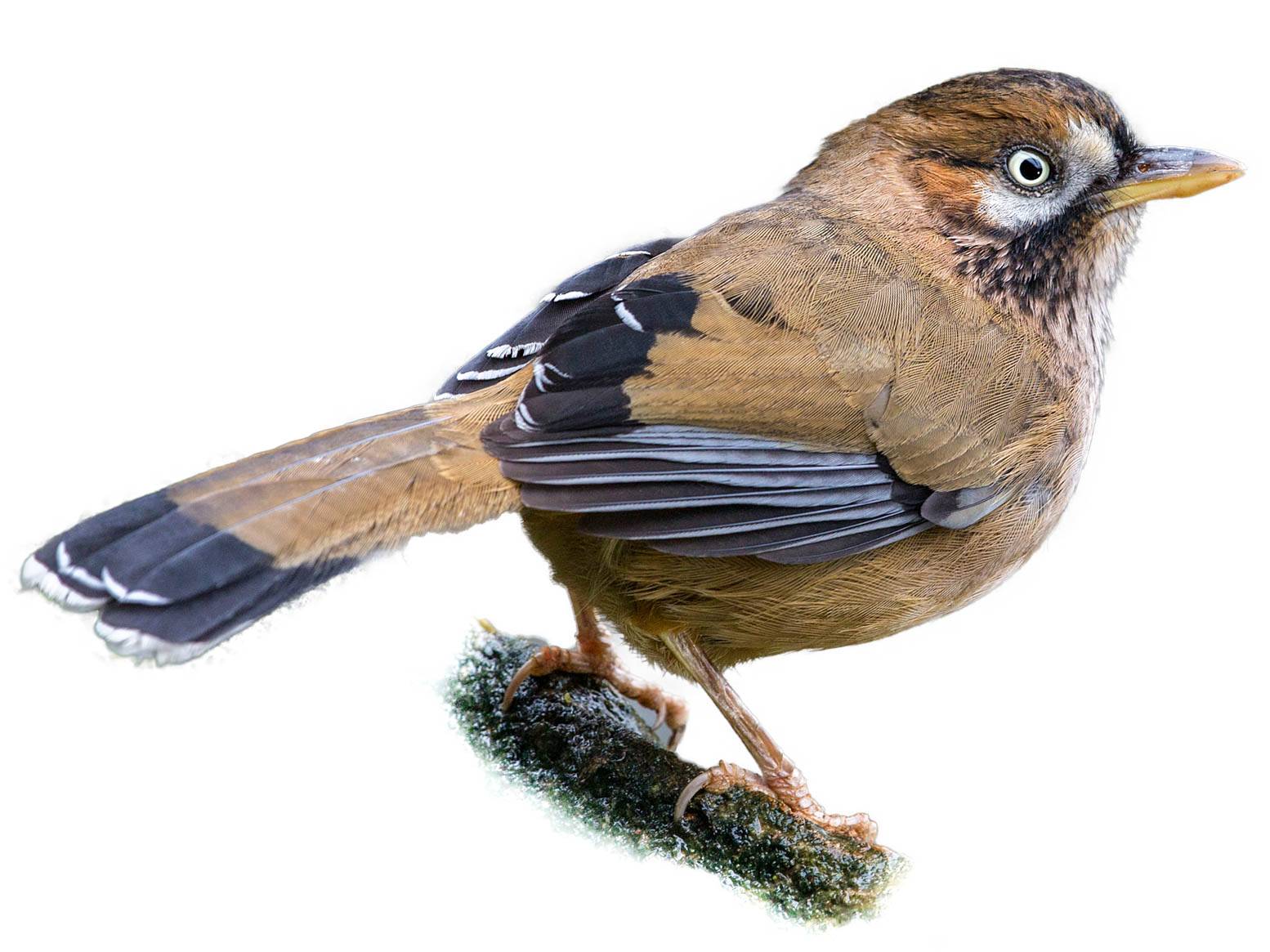 A photo of a Moustached Laughingthrush (Ianthocincla cineracea)