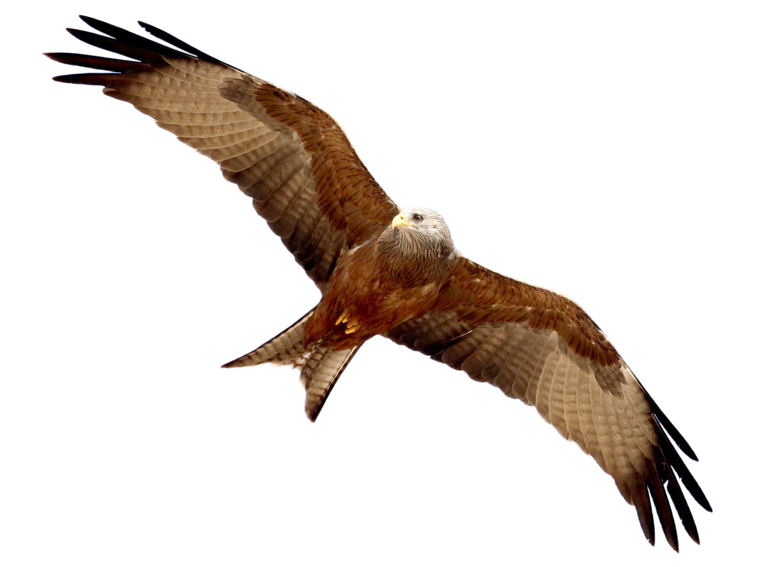 A photo of a Yellow-billed Kite (Milvus aegyptius)