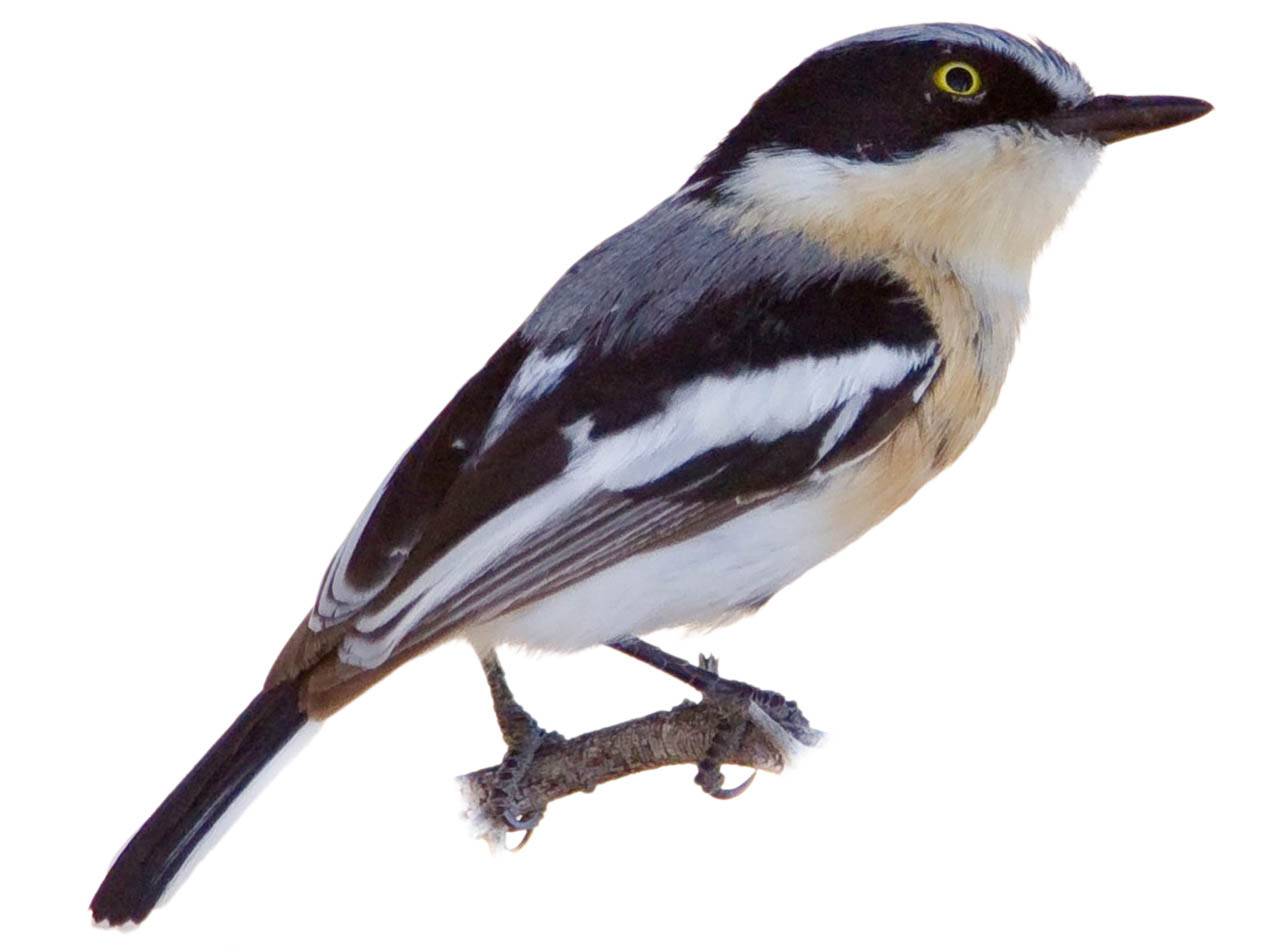 A photo of a Pririt Batis (Batis pririt), female