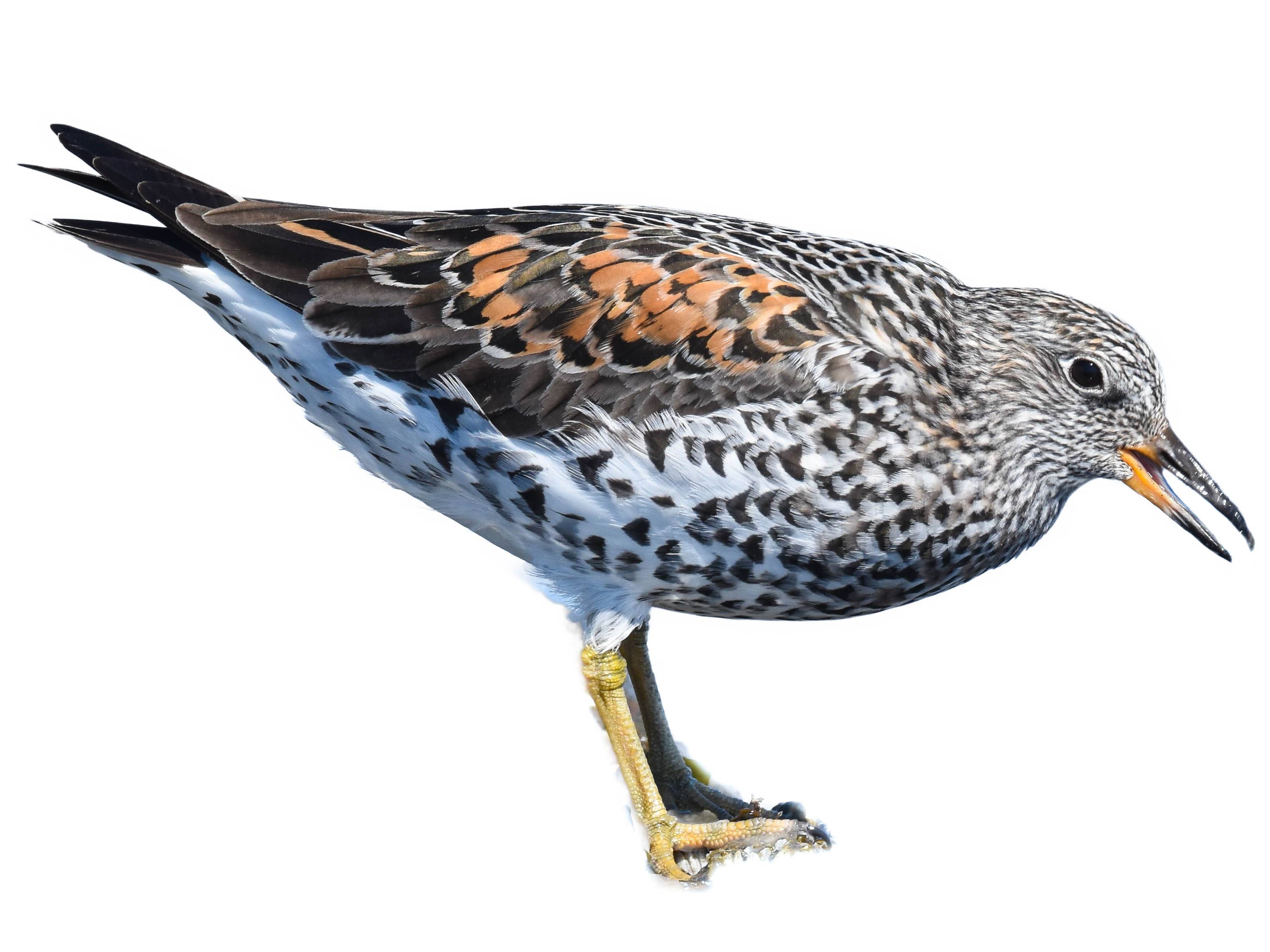 A photo of a Surfbird (Calidris virgata)