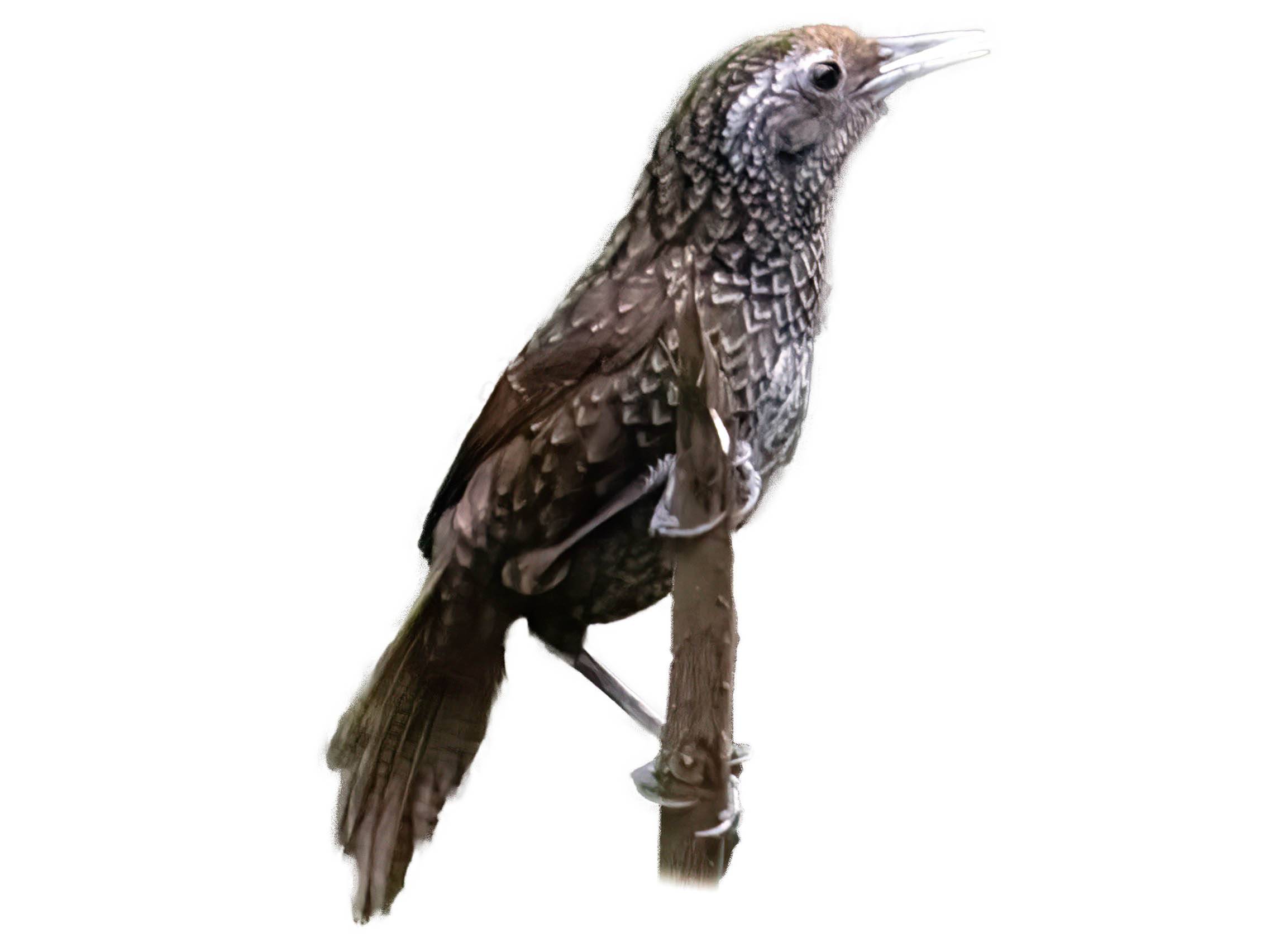 A photo of a Cachar Wedge-billed Babbler (Stachyris roberti)