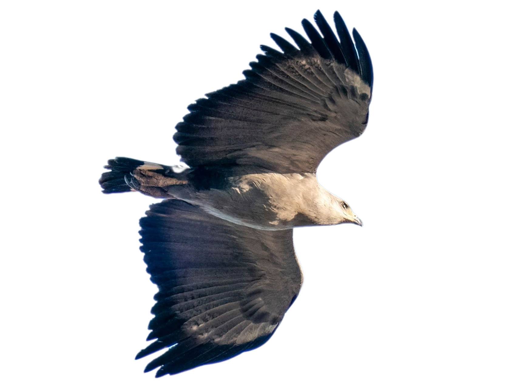 A photo of a Chaco Eagle (Buteogallus coronatus)