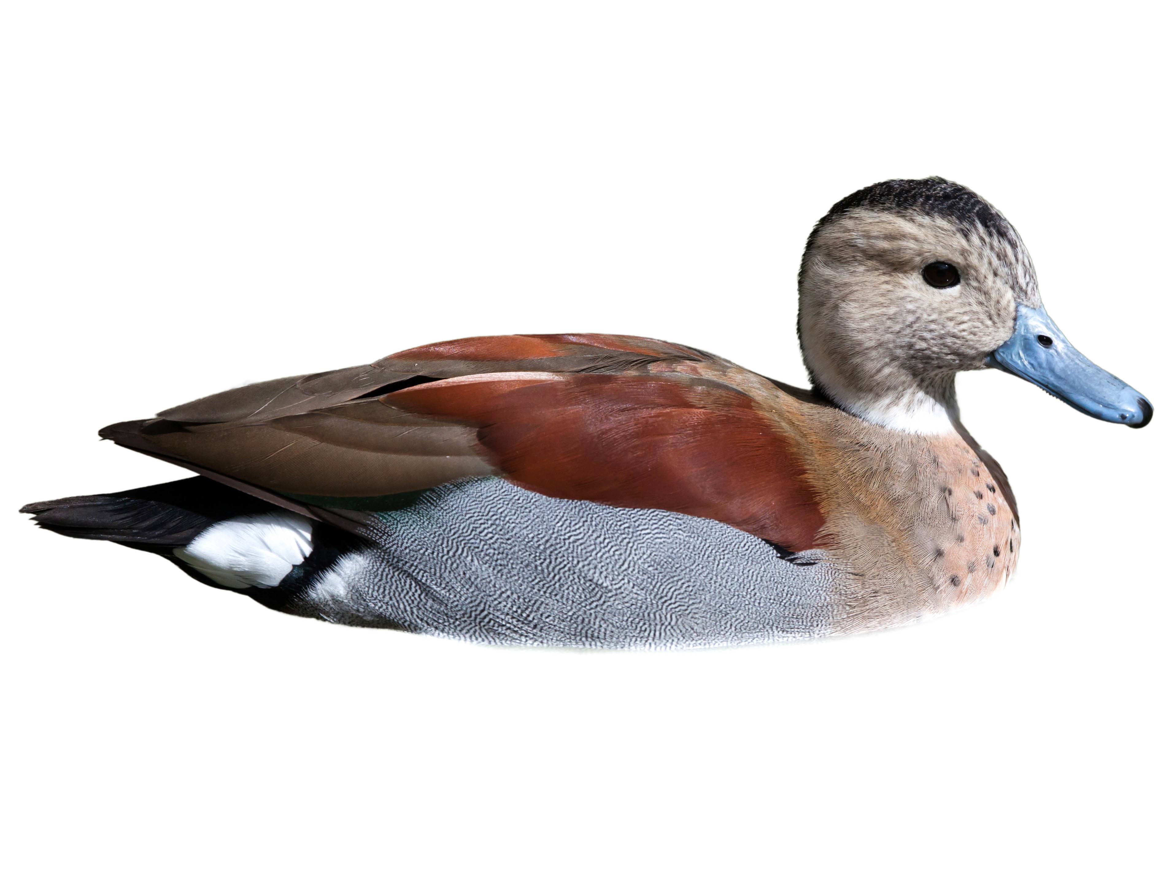 A photo of a Ringed Teal (Callonetta leucophrys), male