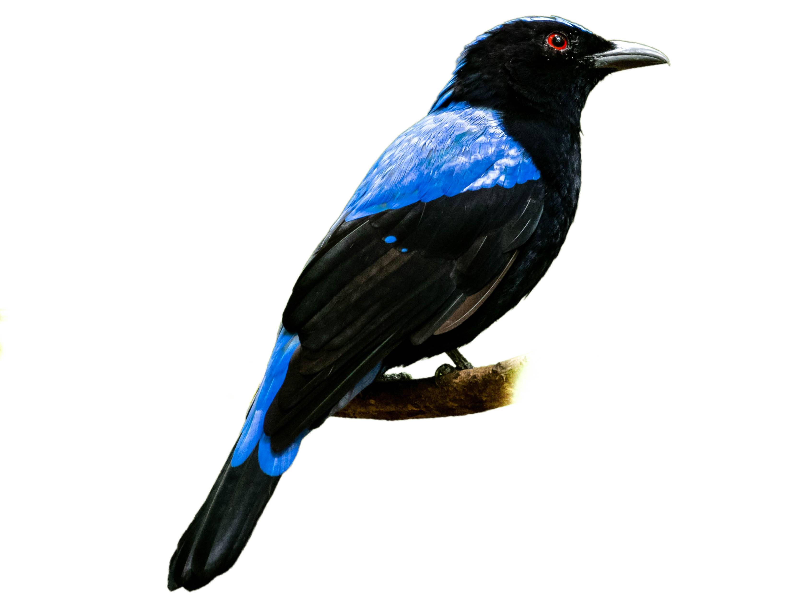 A photo of a Asian Fairy-bluebird (Irena puella), male