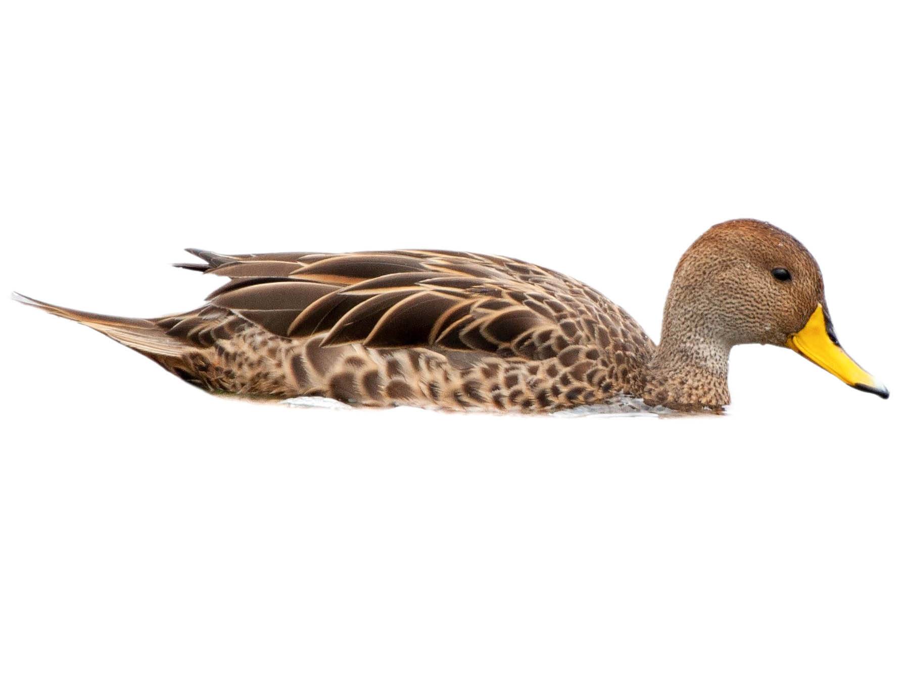 A photo of a Yellow-billed Pintail (Anas georgica)