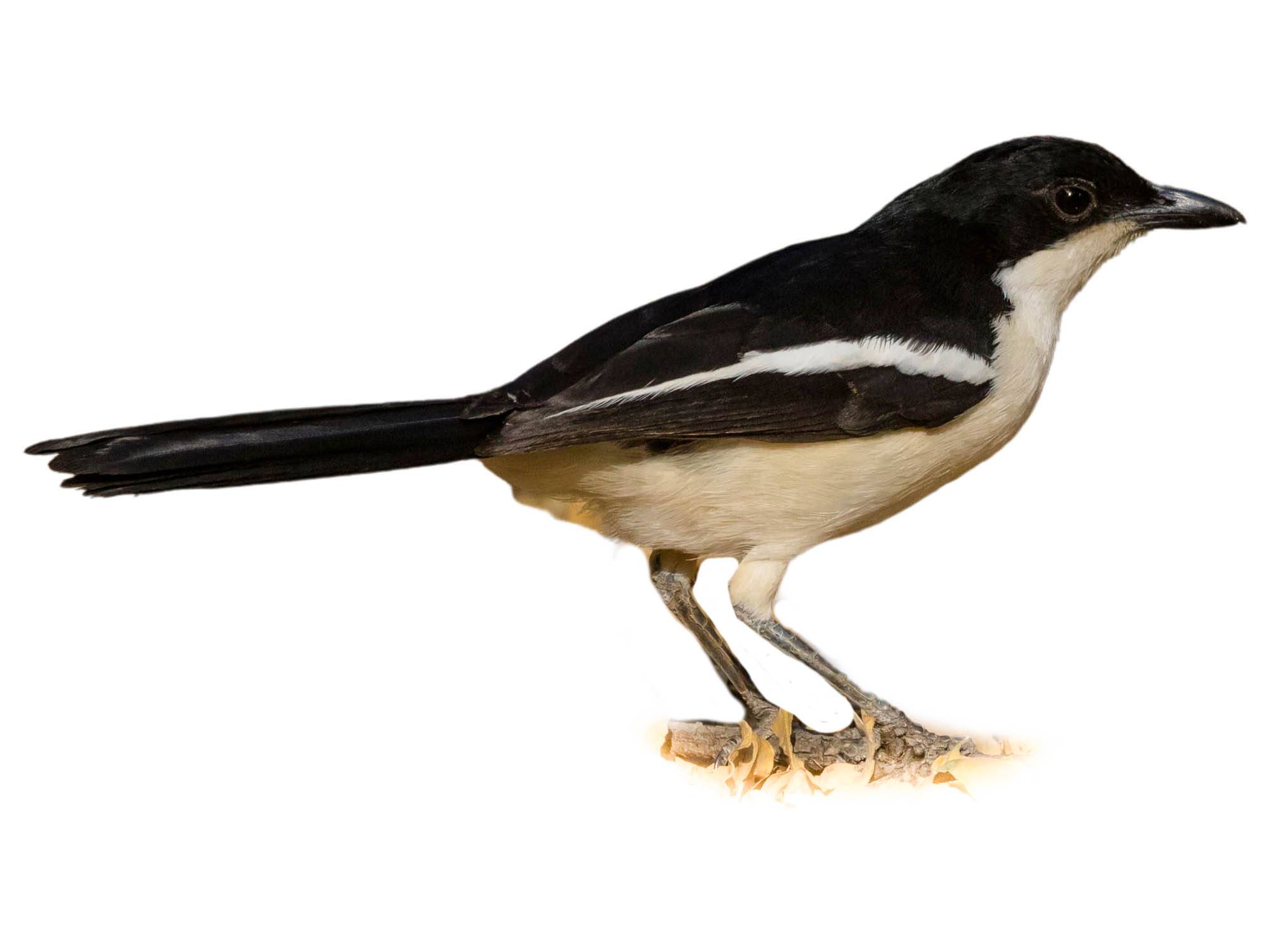 A photo of a Swamp Boubou (Laniarius bicolor)