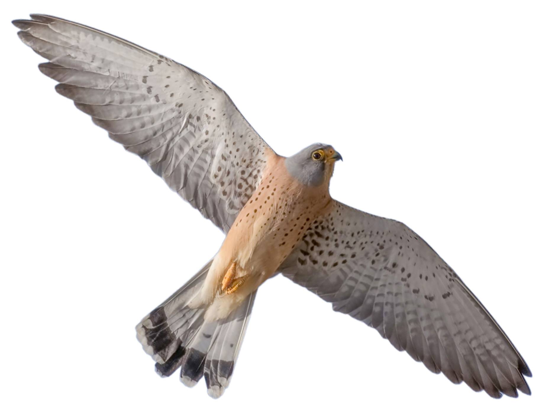 A photo of a Lesser Kestrel (Falco naumanni), male