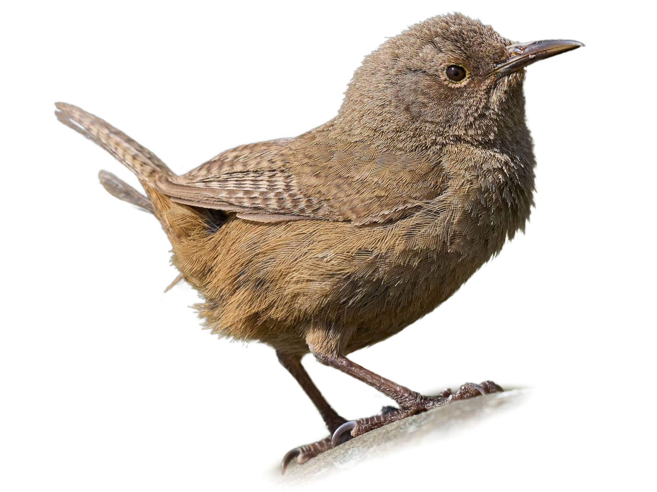 A photo of a Cobb's Wren (Troglodytes cobbi)