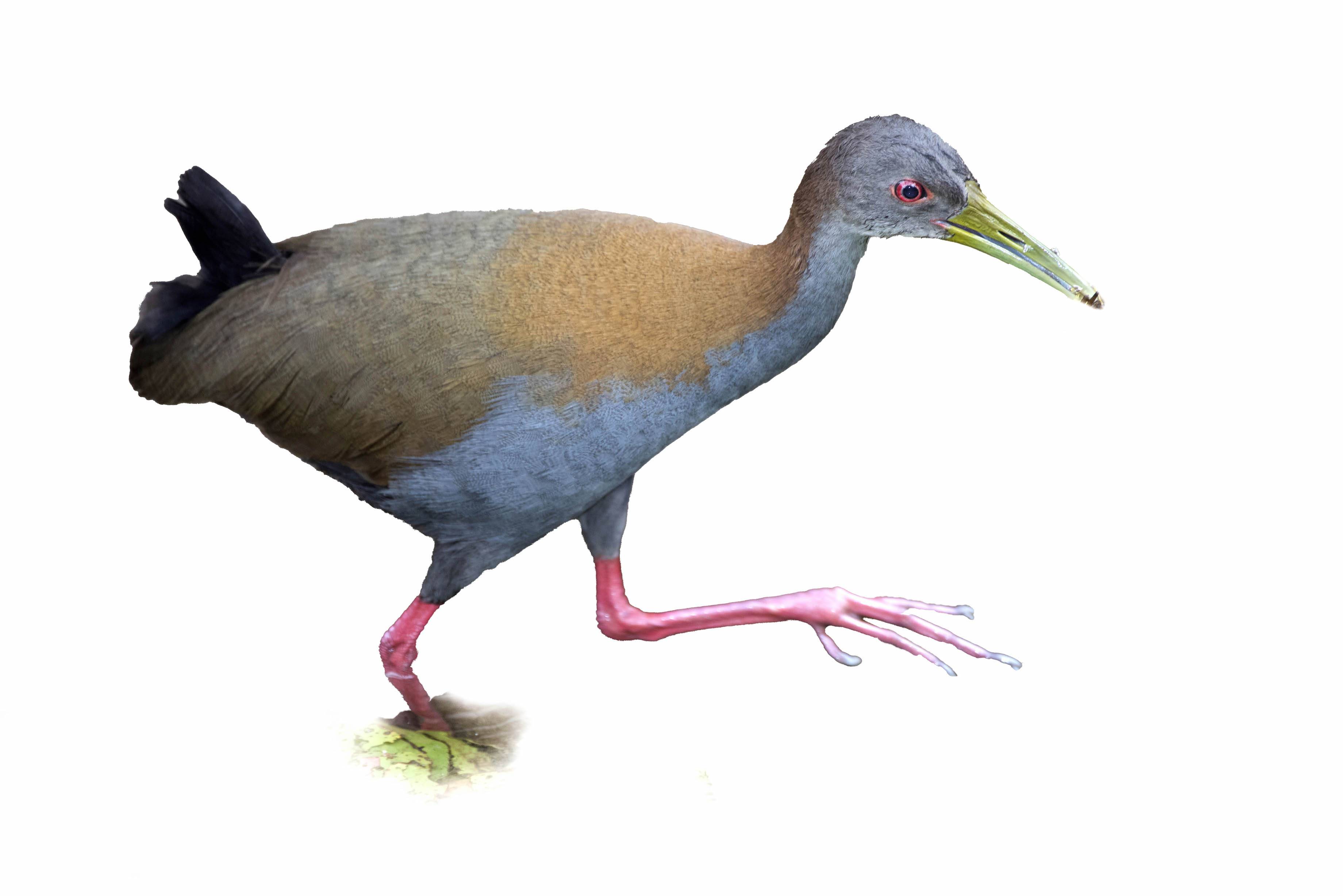 A photo of a Slaty-breasted Wood-Rail (Aramides saracura)
