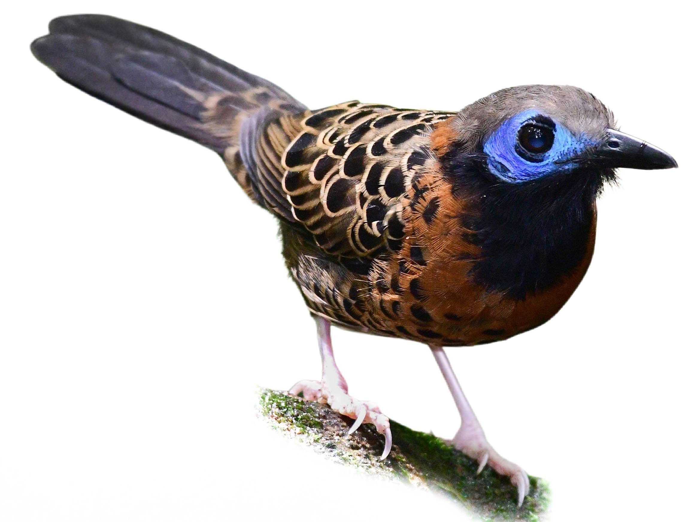 A photo of a Ocellated Antbird (Phaenostictus mcleannani)