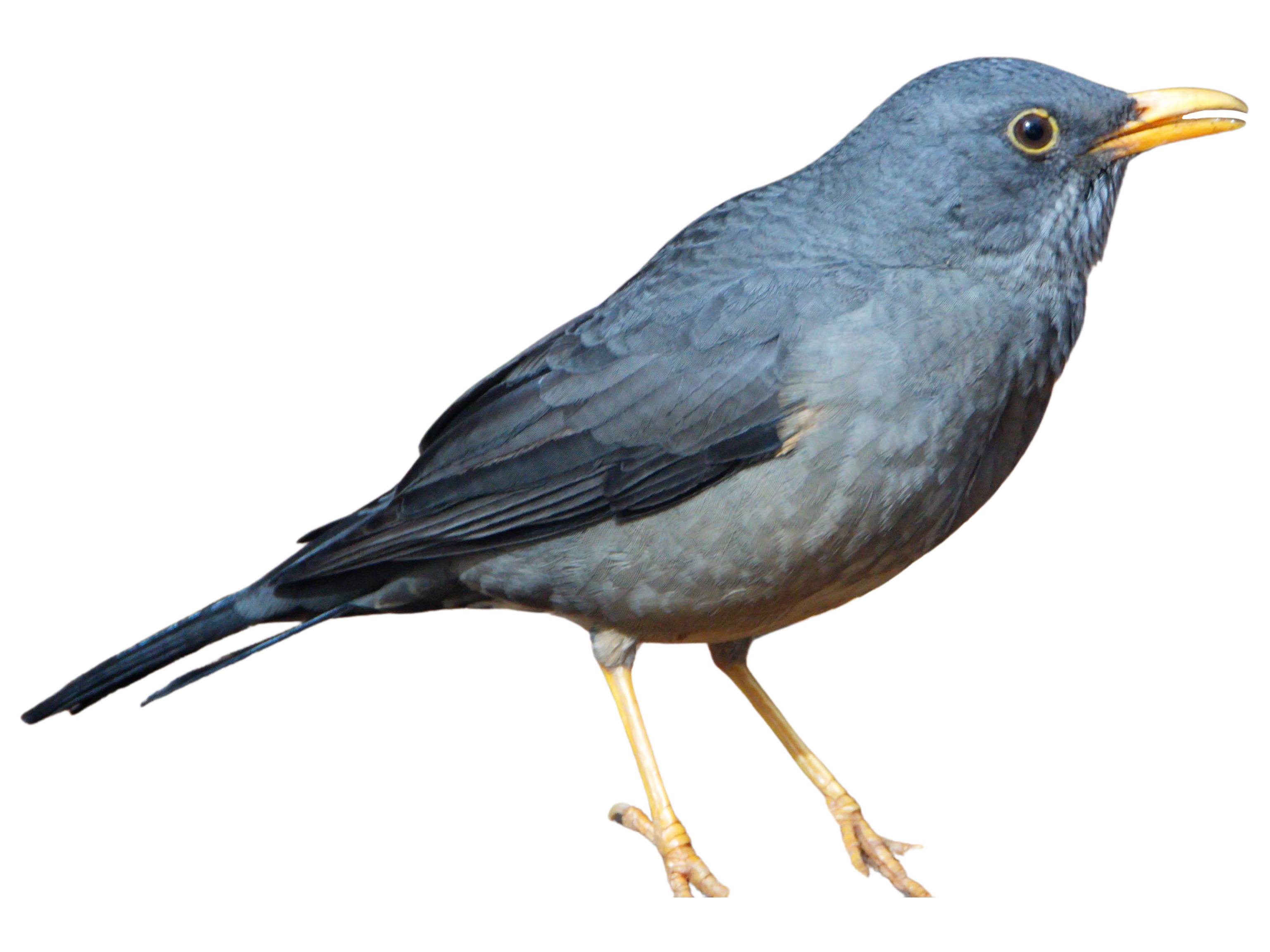 A photo of a Karoo Thrush (Turdus smithi)