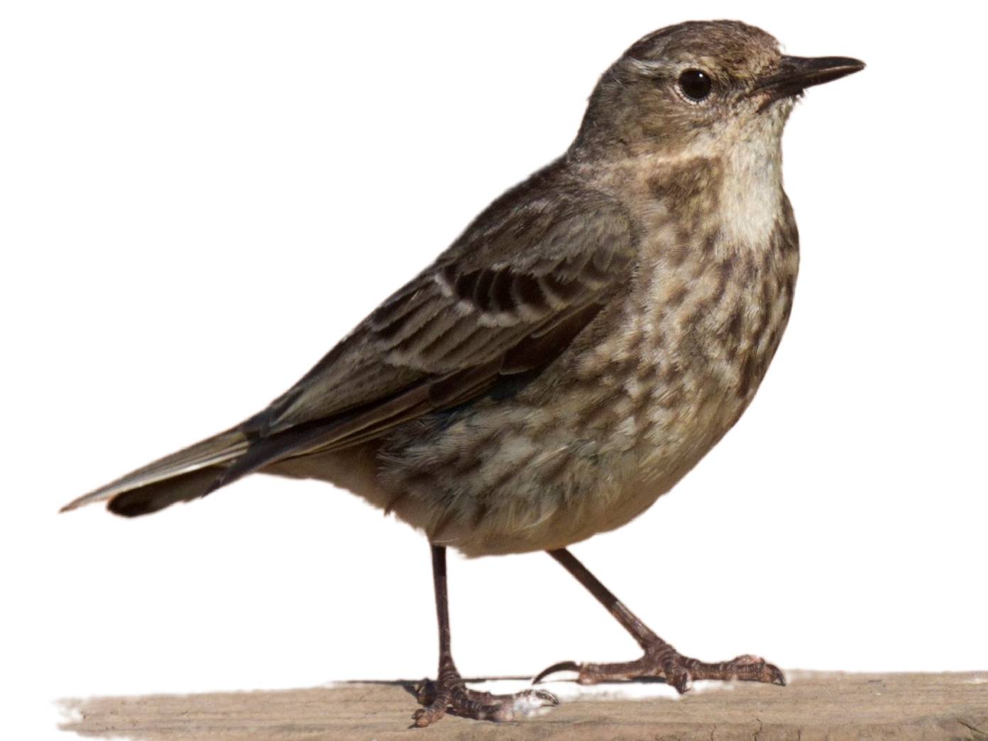 A photo of a European Rock Pipit (Anthus petrosus)