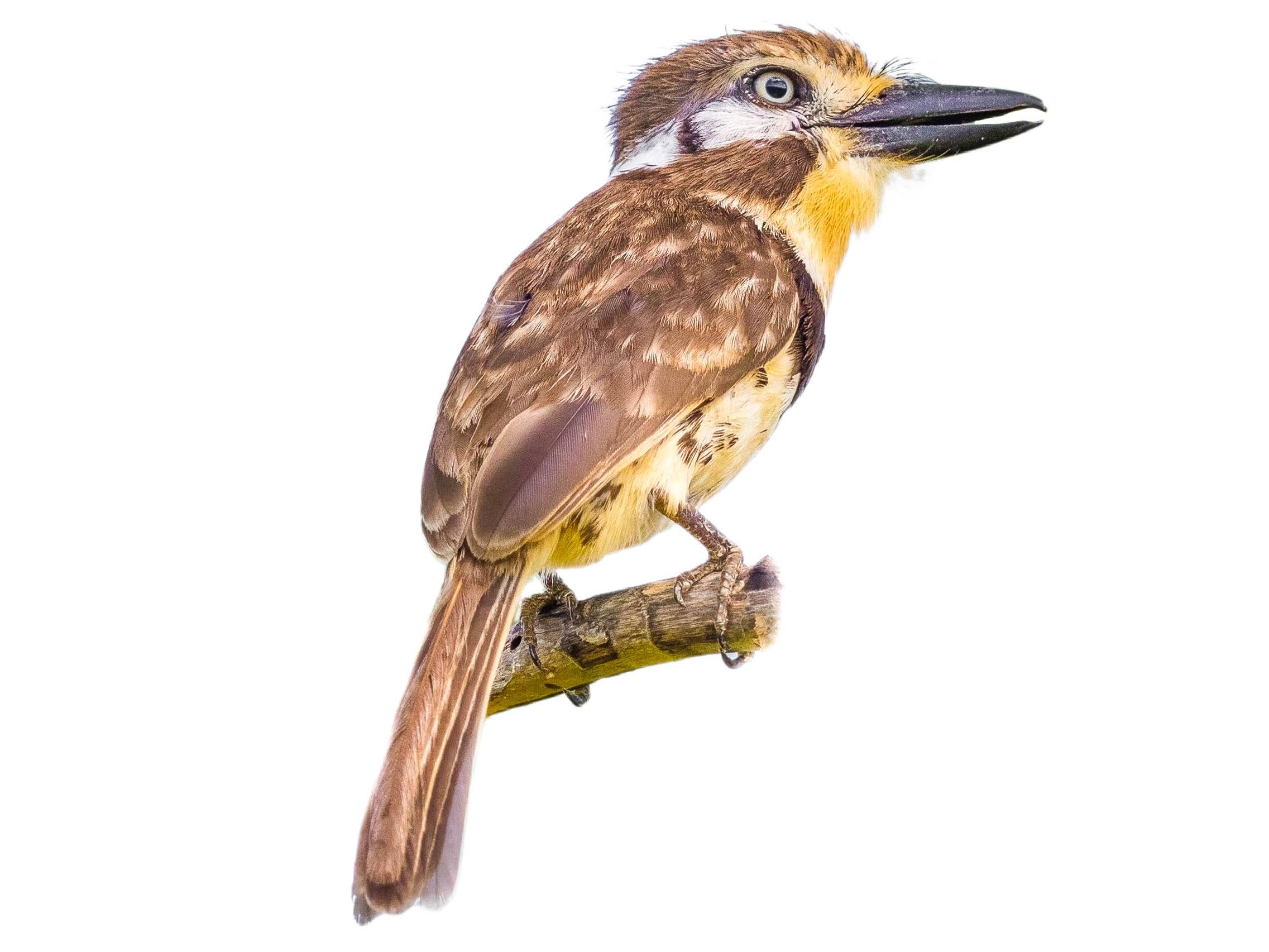 A photo of a Russet-throated Puffbird (Hypnelus ruficollis)