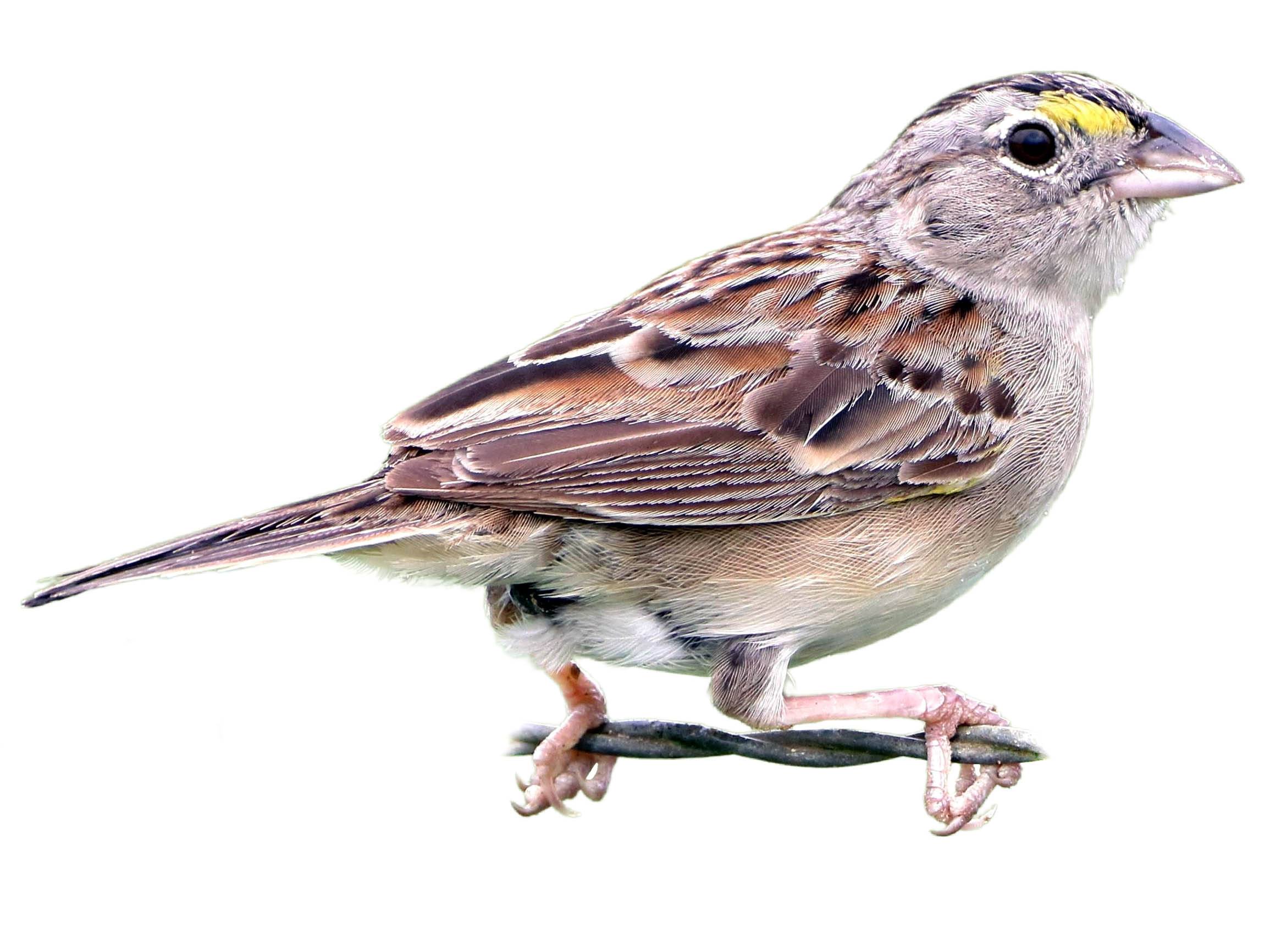 A photo of a Grassland Sparrow (Ammodramus humeralis)
