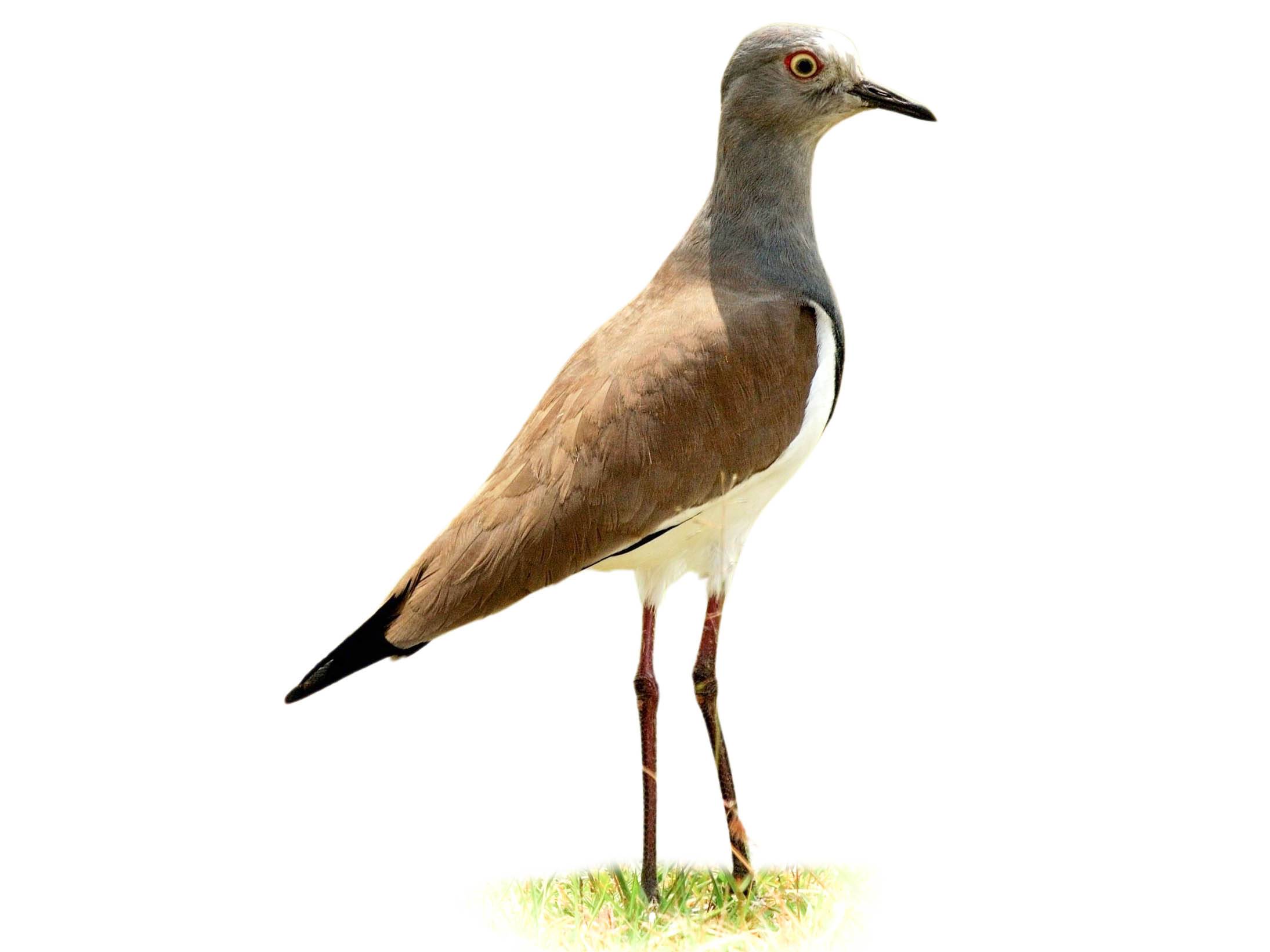 A photo of a Black-winged Lapwing (Vanellus melanopterus)