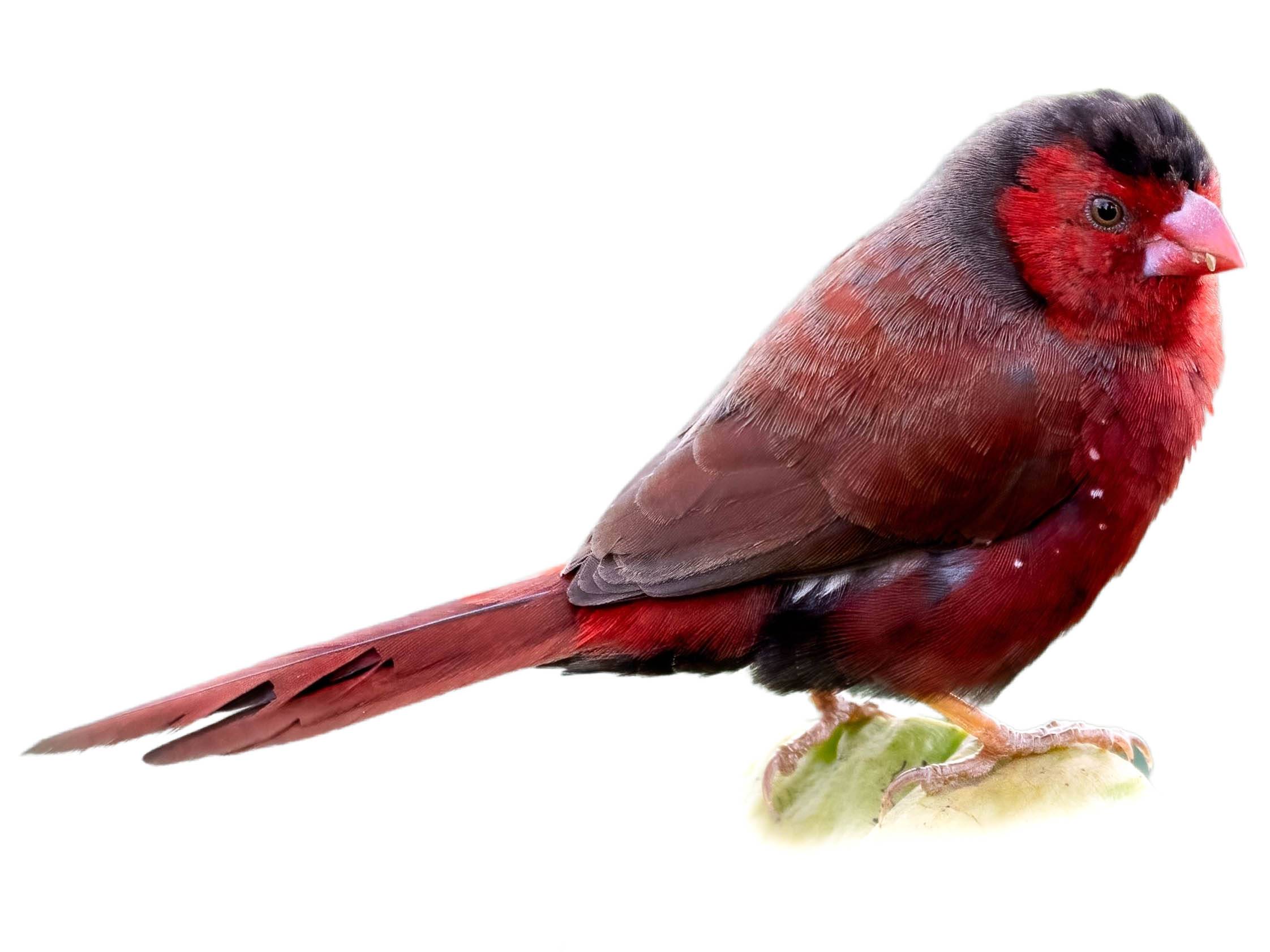 A photo of a Crimson Finch (Neochmia phaeton), male