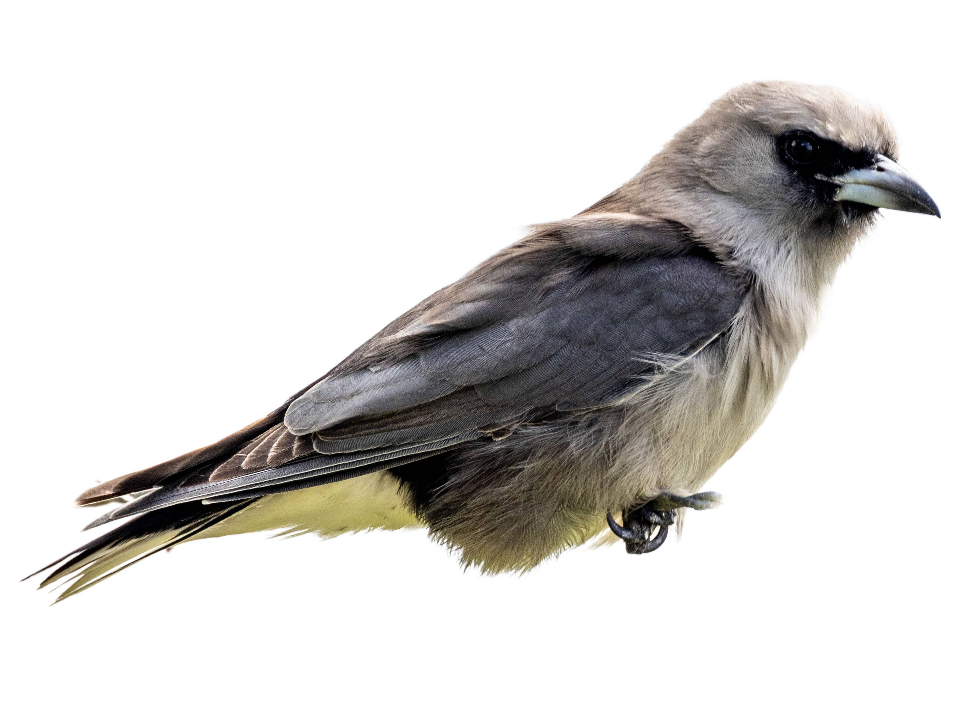 A photo of a Black-faced Woodswallow (Artamus cinereus)