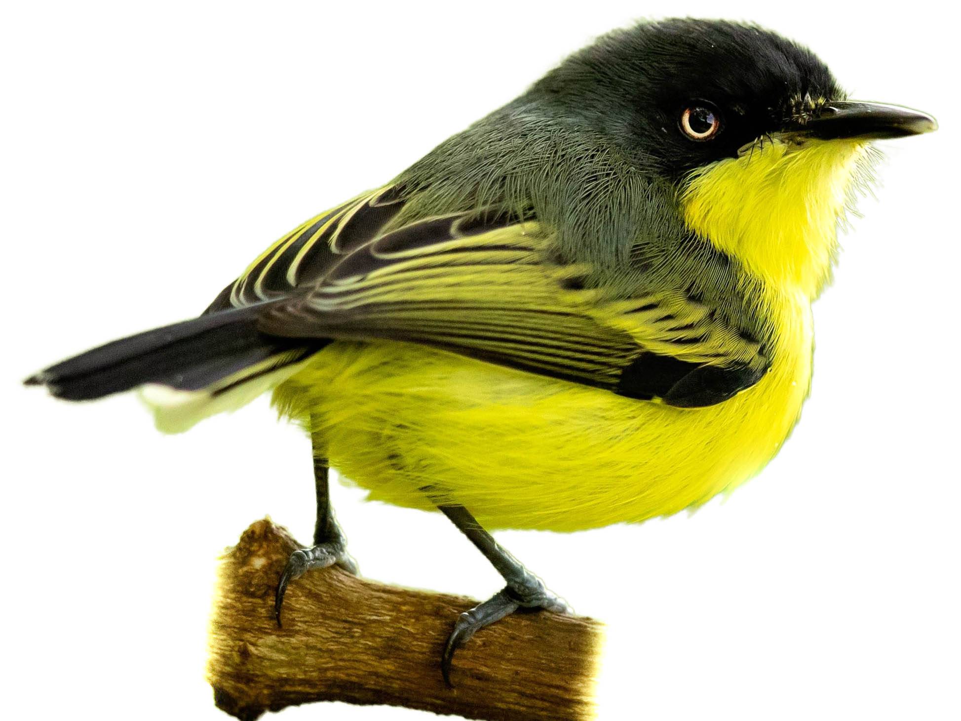 A photo of a Common Tody-Flycatcher (Todirostrum cinereum)